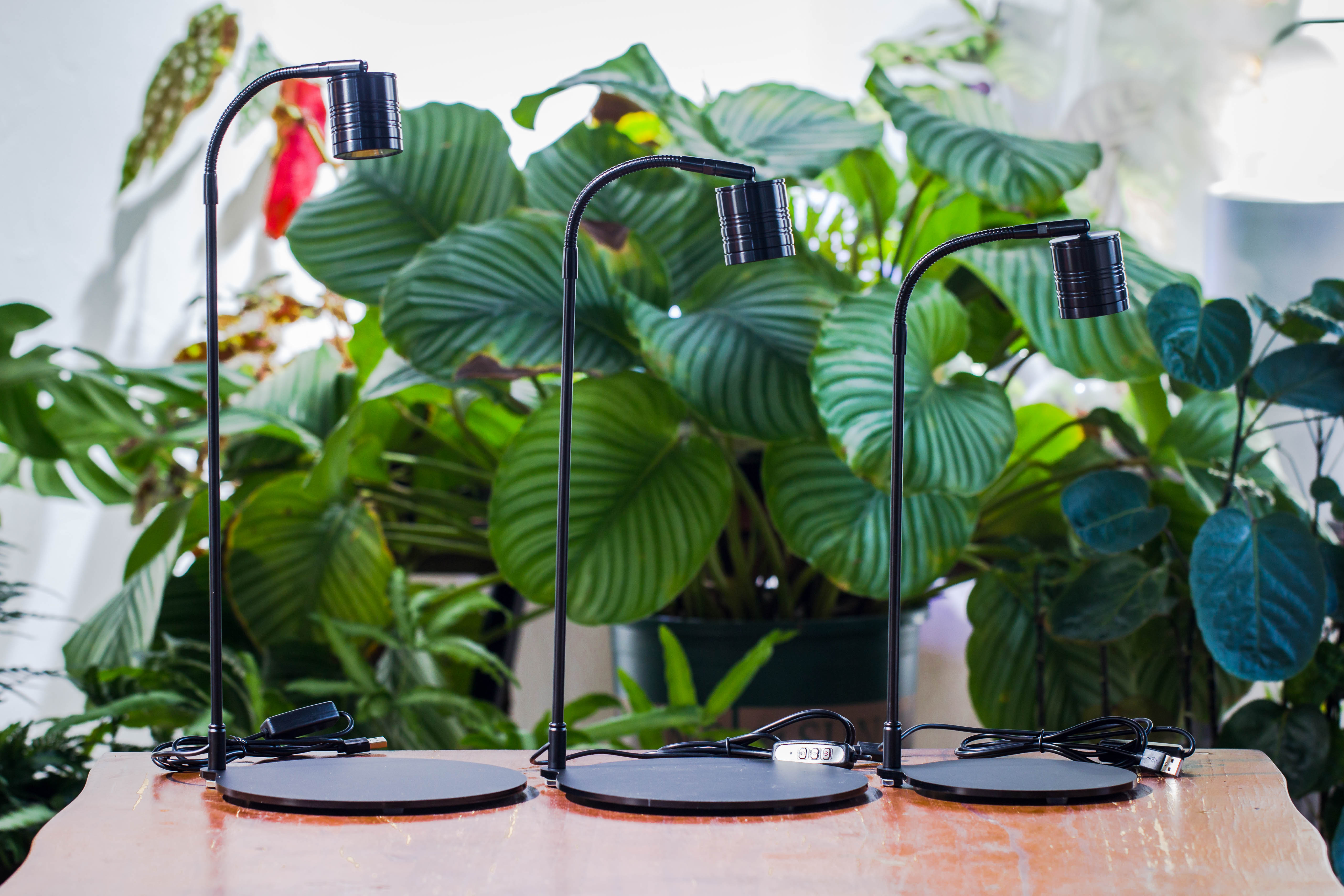 5W Warm White Black LED Grow Light adjustable with Black Matte Stand, or terrarium, moss, shade plants, Multi Size Available customizable    -39cm / 15.4 - NCYPgarden