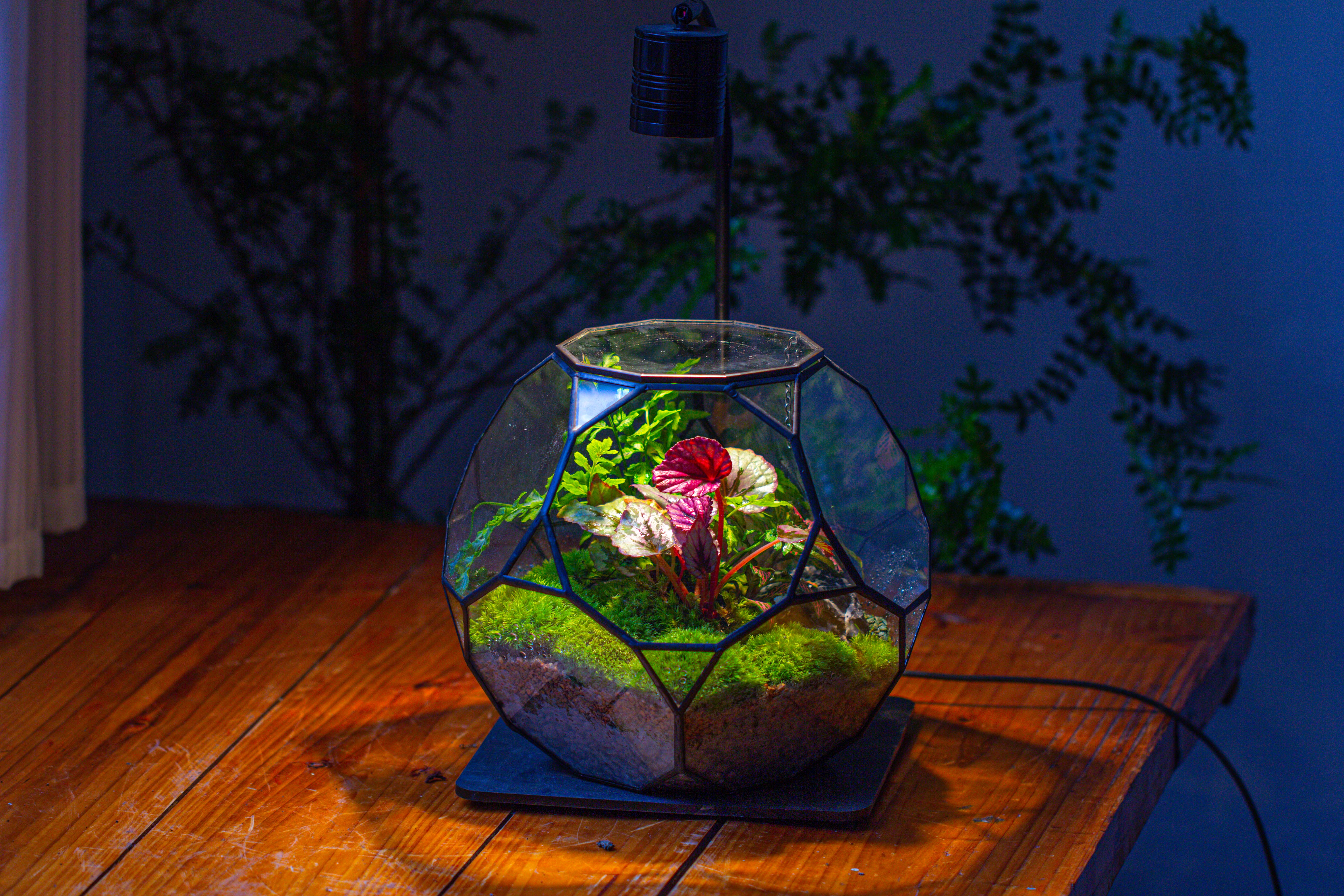 Propagation Station Glass Geometric Terrarium, 32 face , Close, with door, Truncated Dodecahedron - NCYPgarden