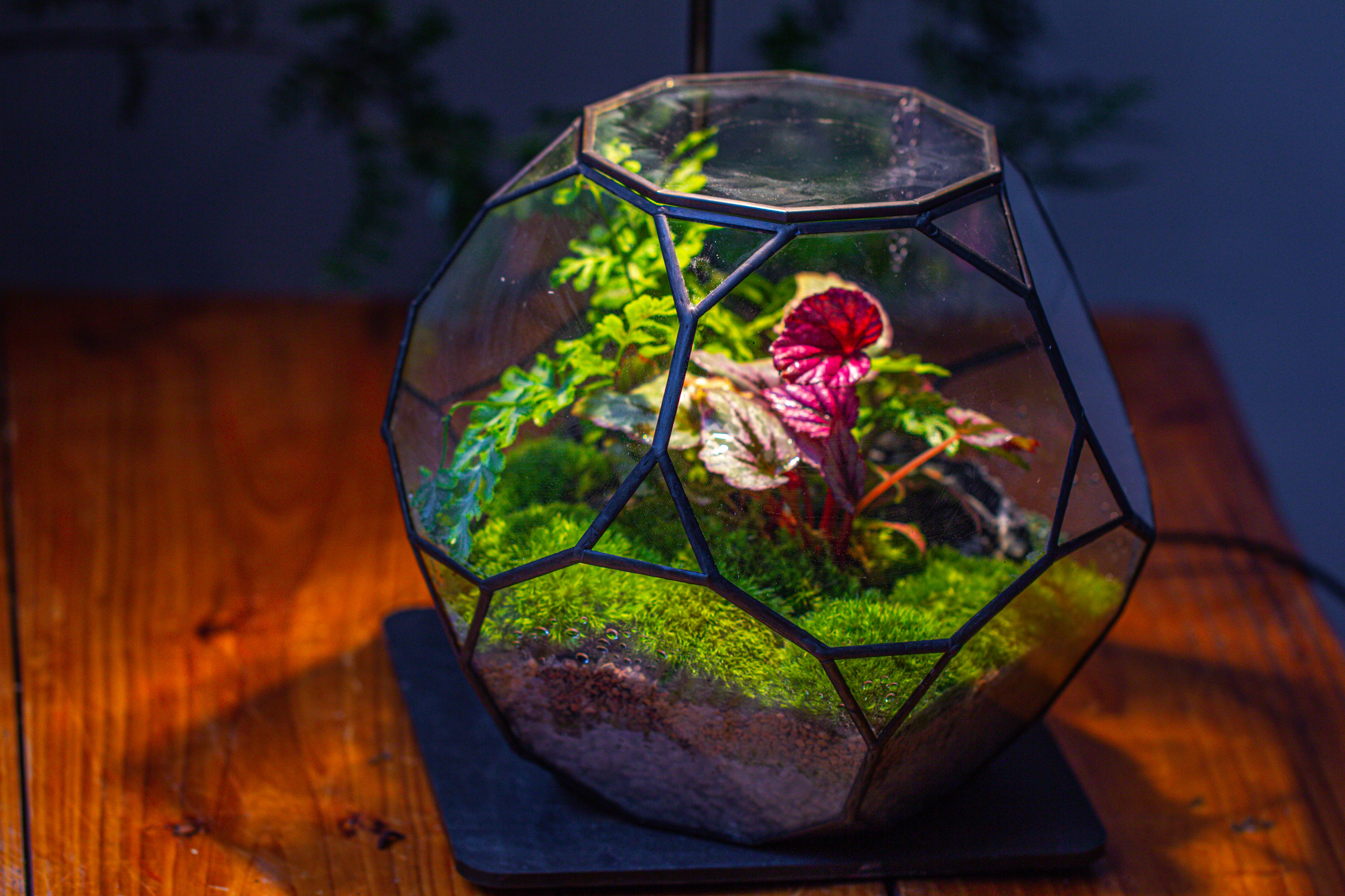 Propagation Station Glass Geometric Terrarium, 32 face , Close, with door, Truncated Dodecahedron - NCYPgarden