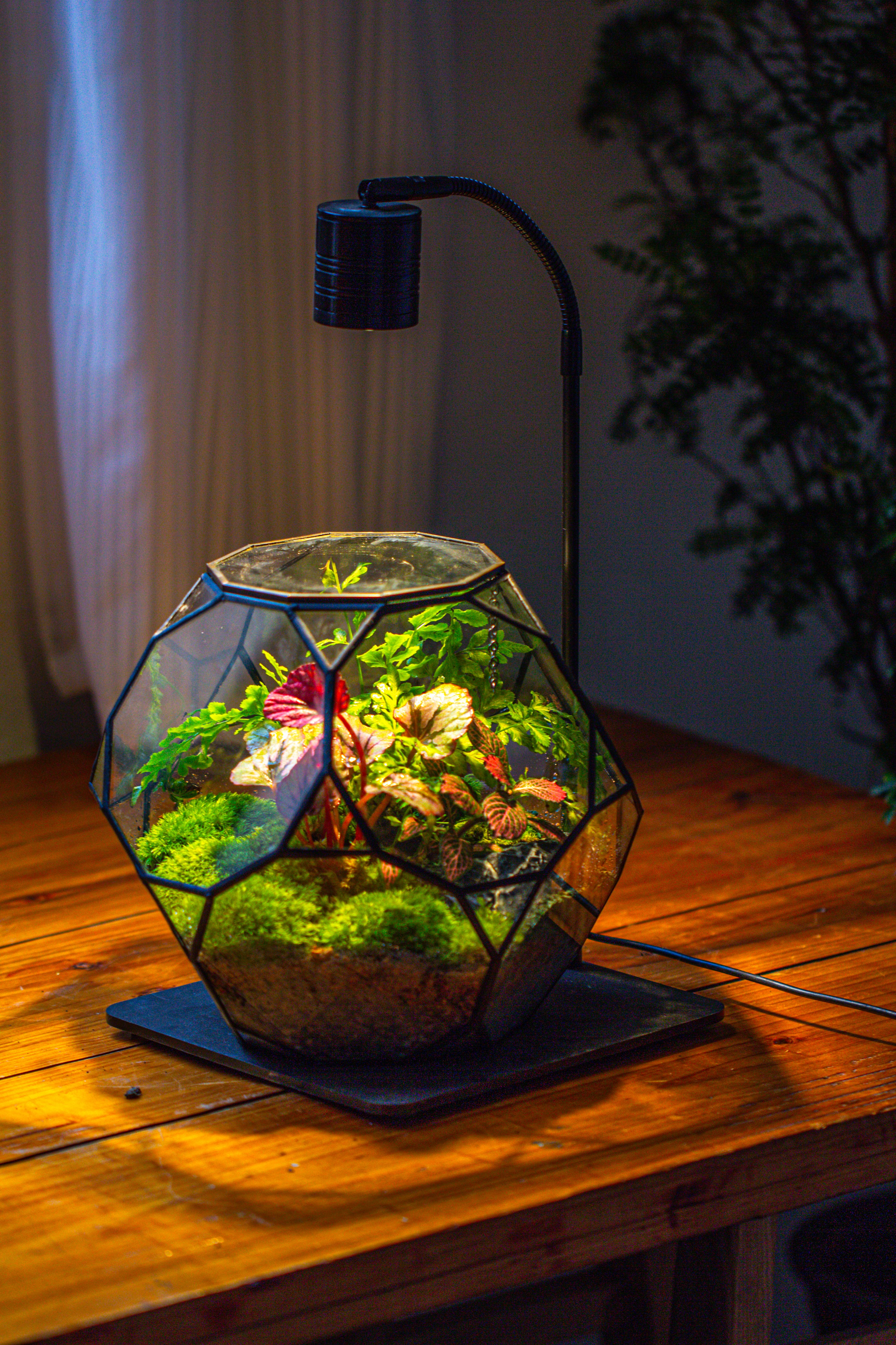 Propagation Station Glass Geometric Terrarium, 32 face , Close, with door, Truncated Dodecahedron - NCYPgarden