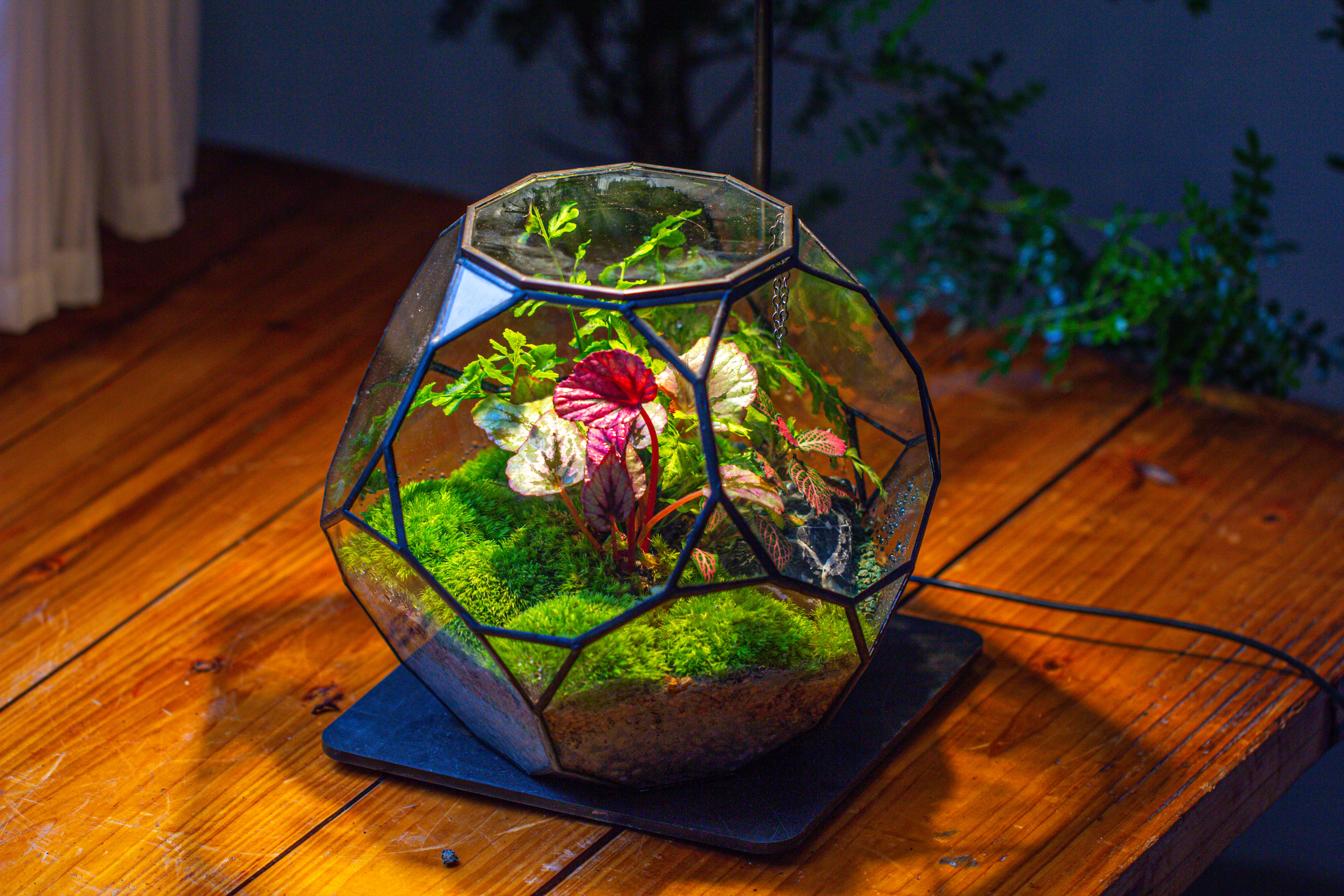 Propagation Station Glass Geometric Terrarium, 32 face , Close, with door, Truncated Dodecahedron - NCYPgarden