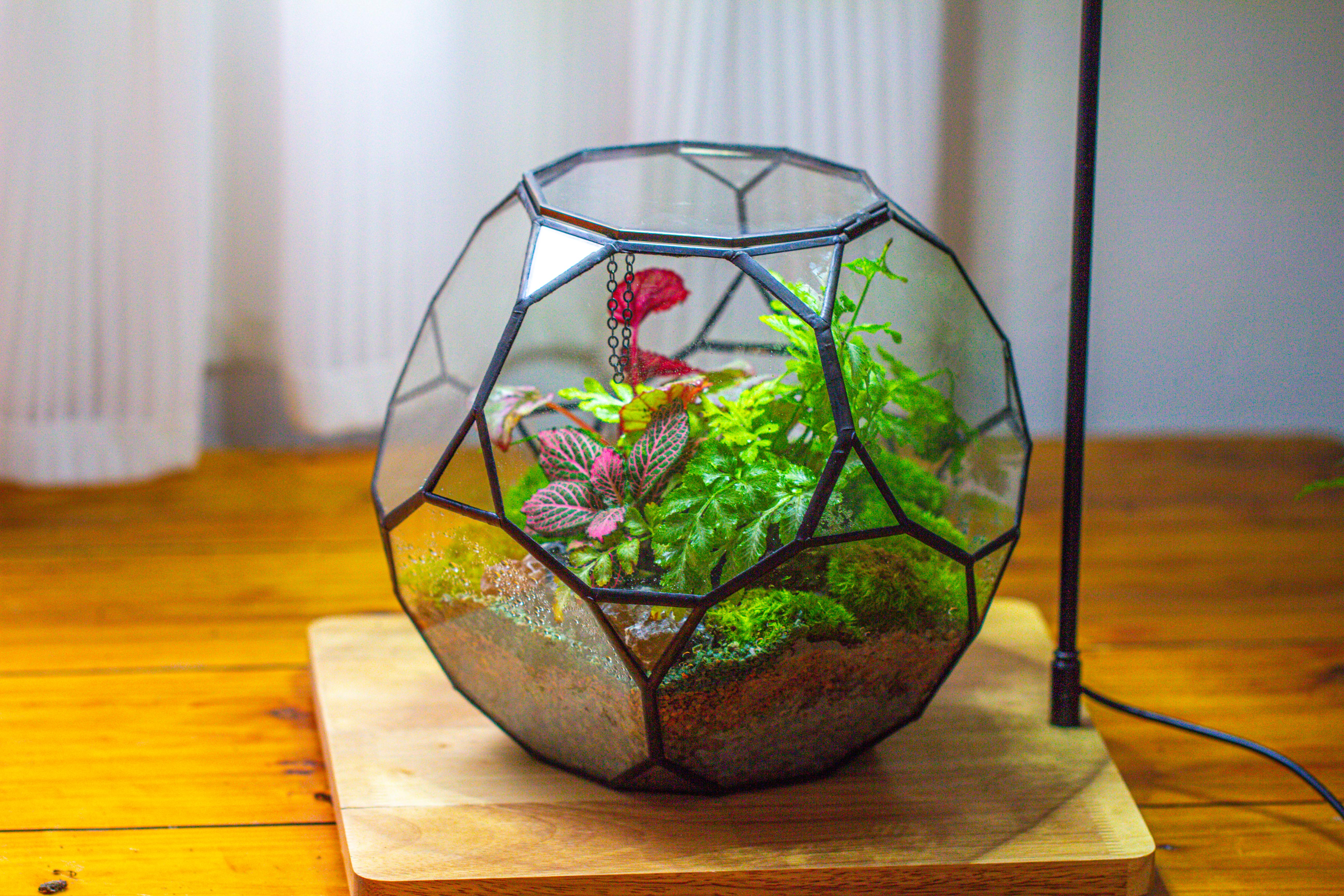 Propagation Station Glass Geometric Terrarium, 32 face , Close, with door, Truncated Dodecahedron - NCYPgarden