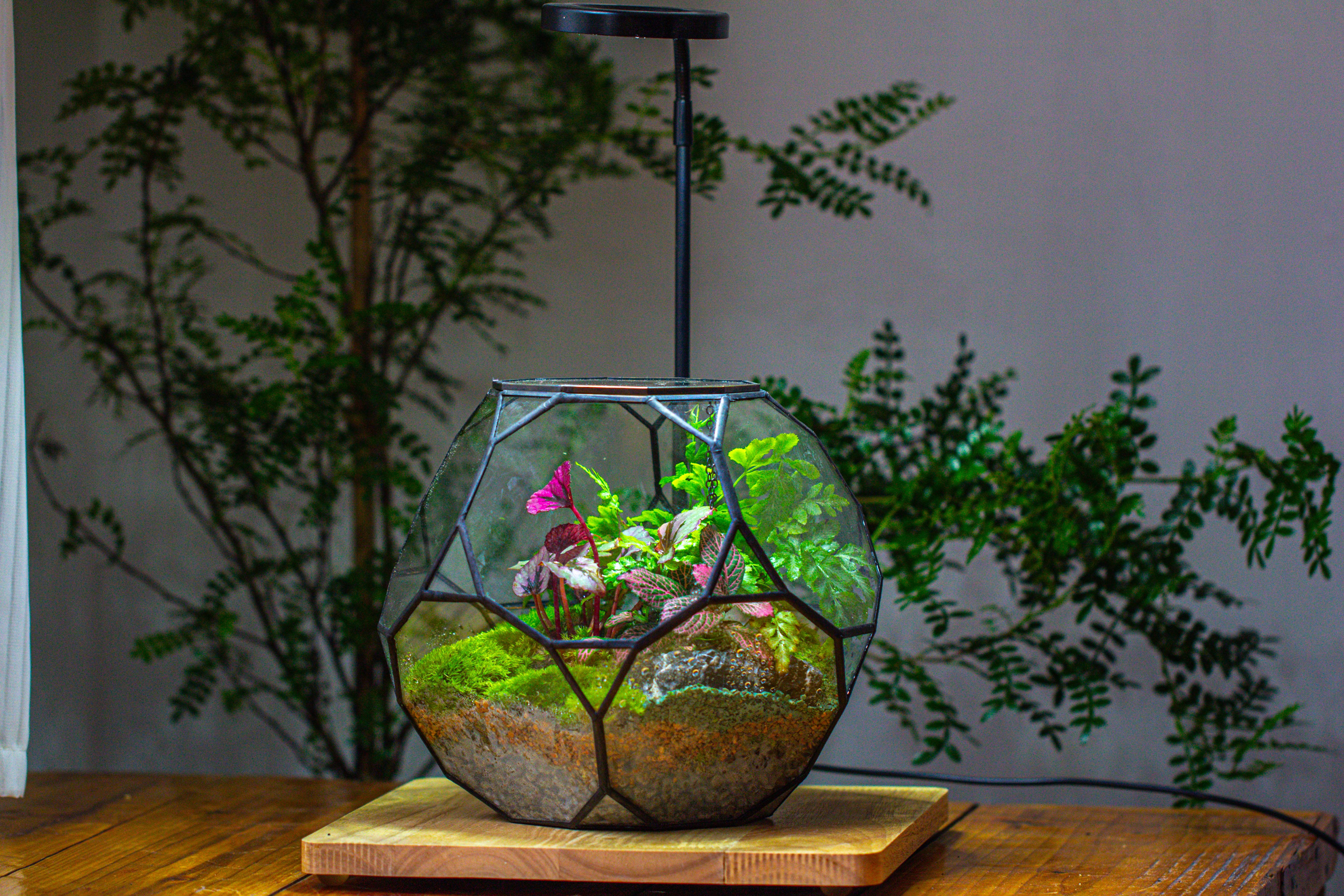 Propagation Station Glass Geometric Terrarium, 32 face , Close, with door, Truncated Dodecahedron - NCYPgarden