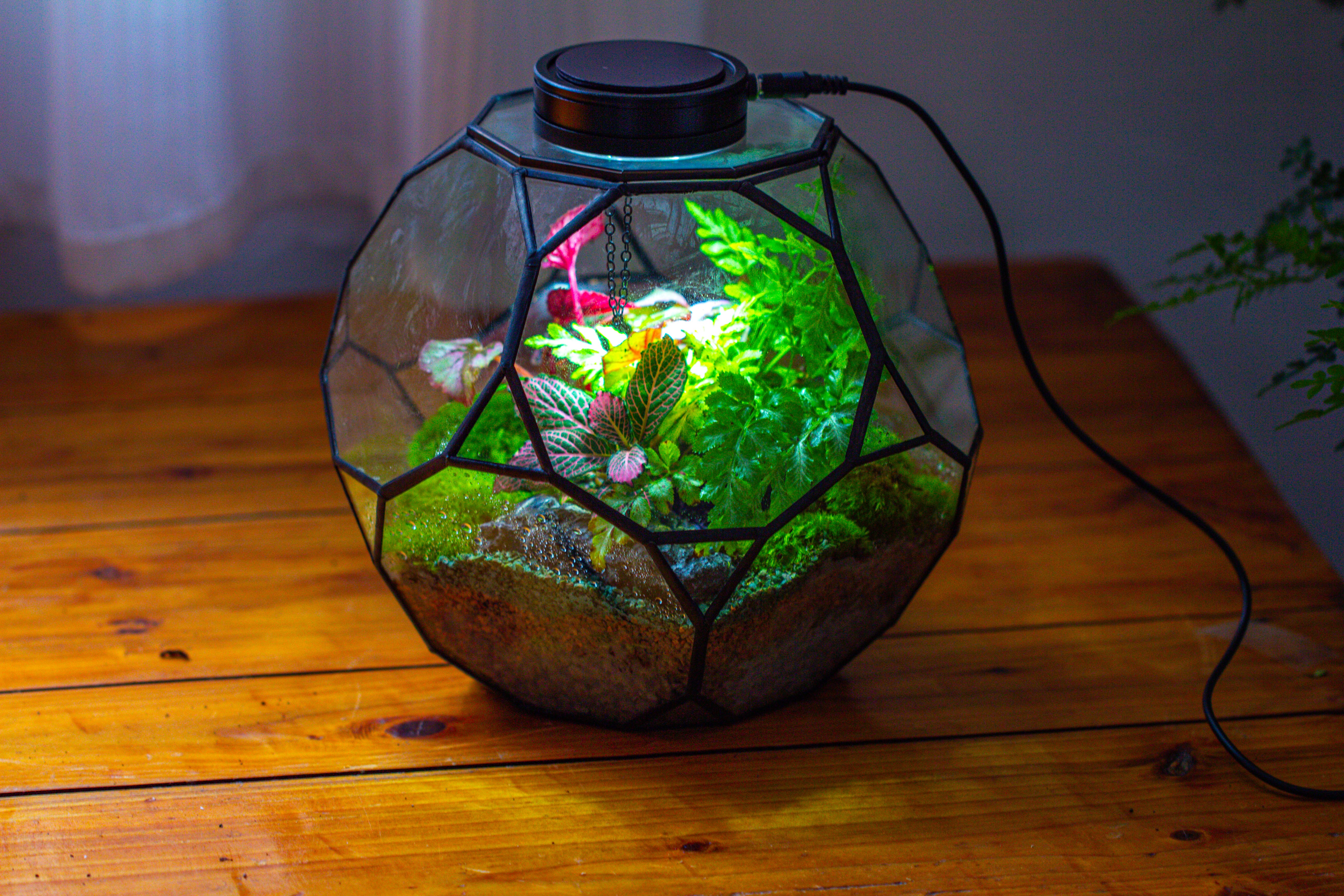 Propagation Station Glass Geometric Terrarium, 32 face , Close, with door, Truncated Dodecahedron - NCYPgarden