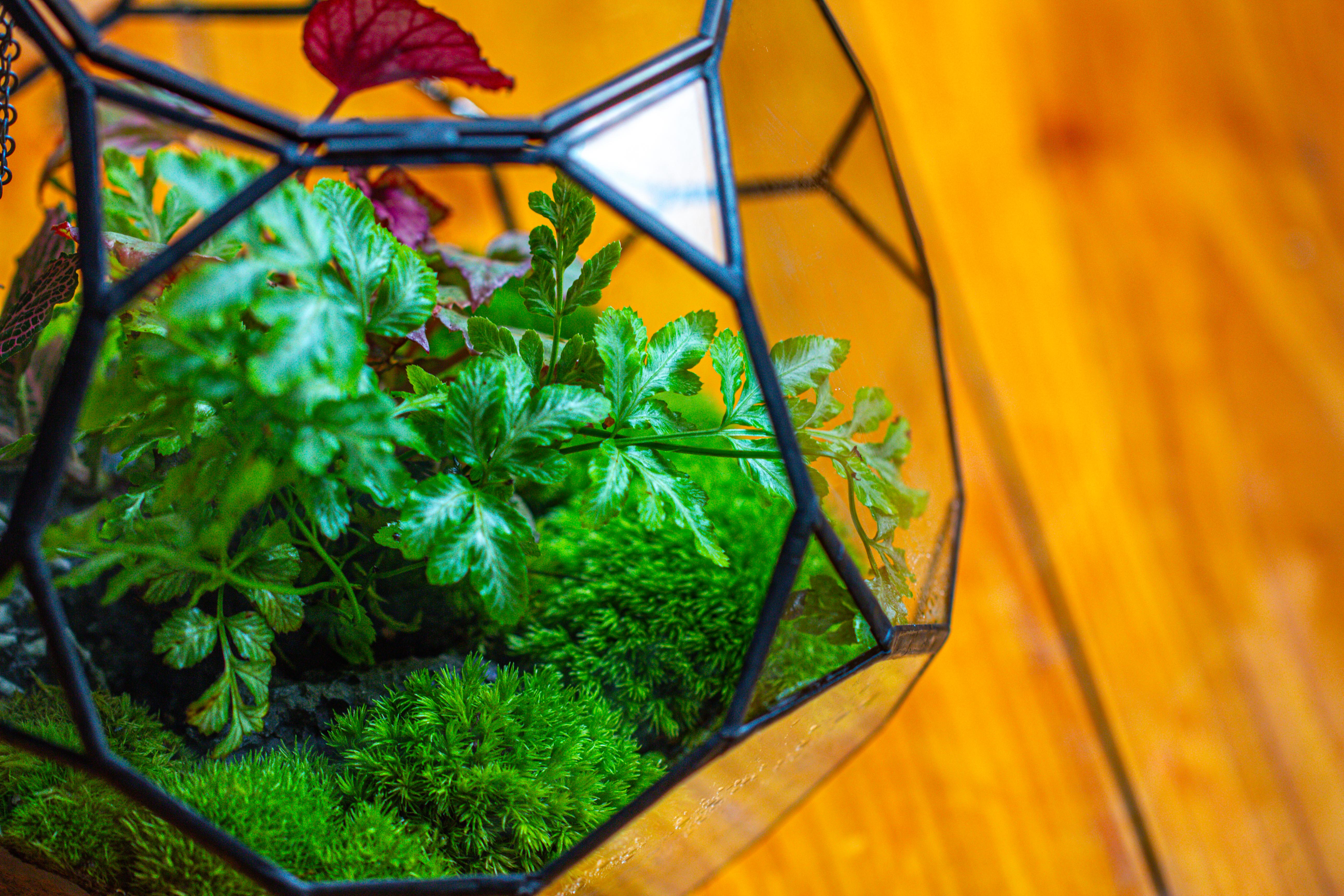 Propagation Station Glass Geometric Terrarium, 32 face , Close, with door, Truncated Dodecahedron - NCYPgarden