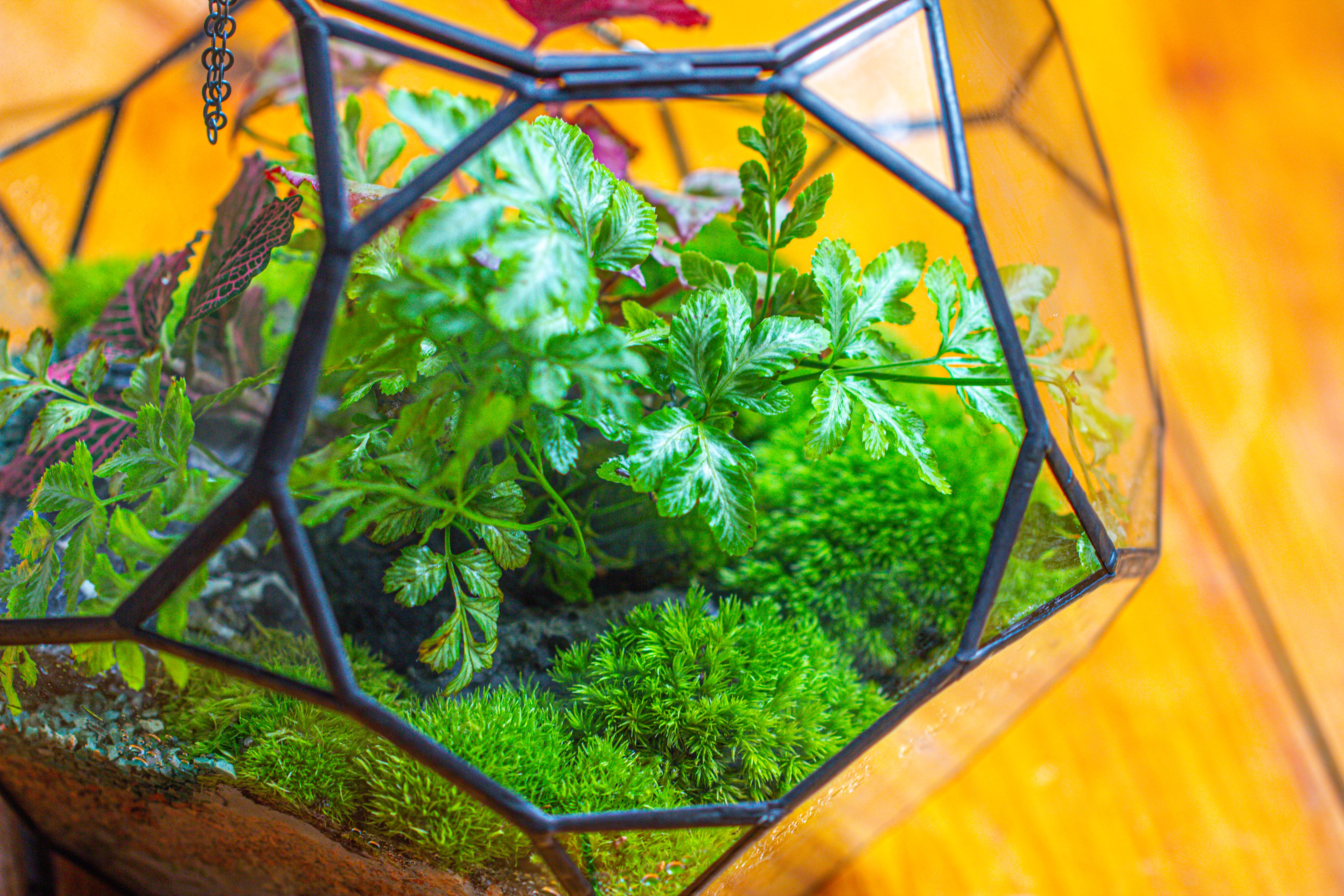 Propagation Station Glass Geometric Terrarium, 32 face , Close, with door, Truncated Dodecahedron - NCYPgarden