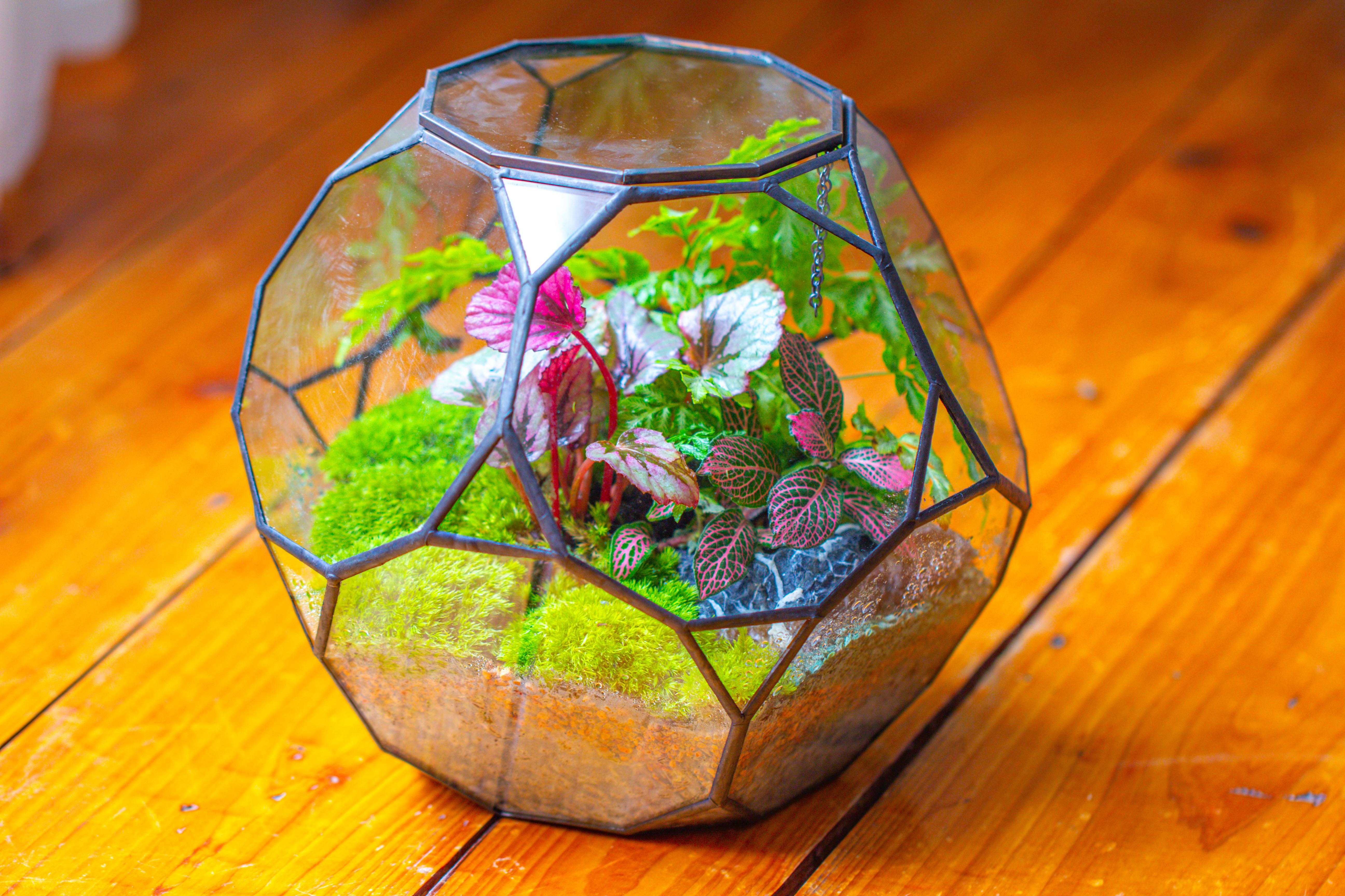 Propagation Station Glass Geometric Terrarium, 32 face , Close, with door, Truncated Dodecahedron - NCYPgarden