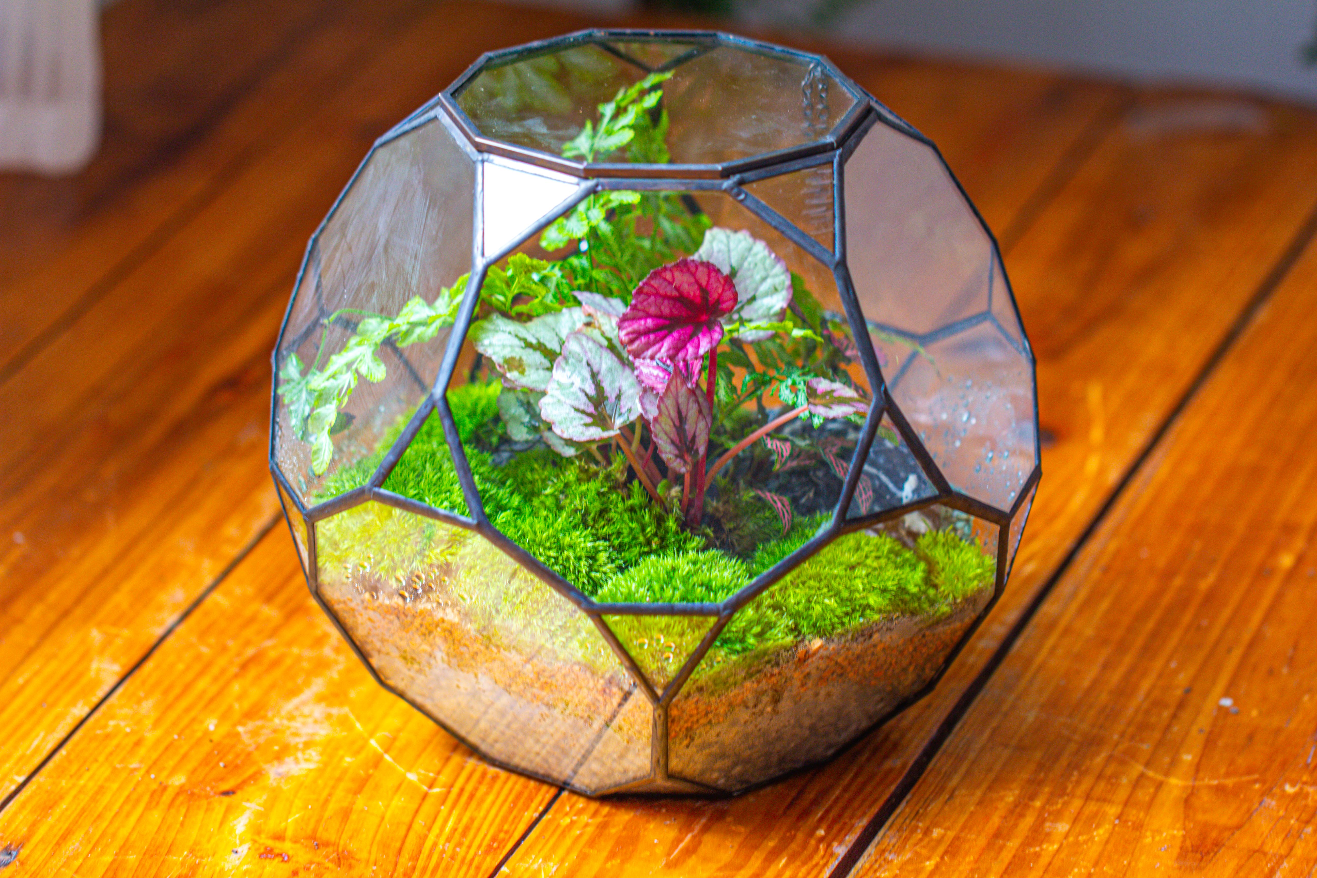 Propagation Station Glass Geometric Terrarium, 32 face , Close, with door, Truncated Dodecahedron - NCYPgarden
