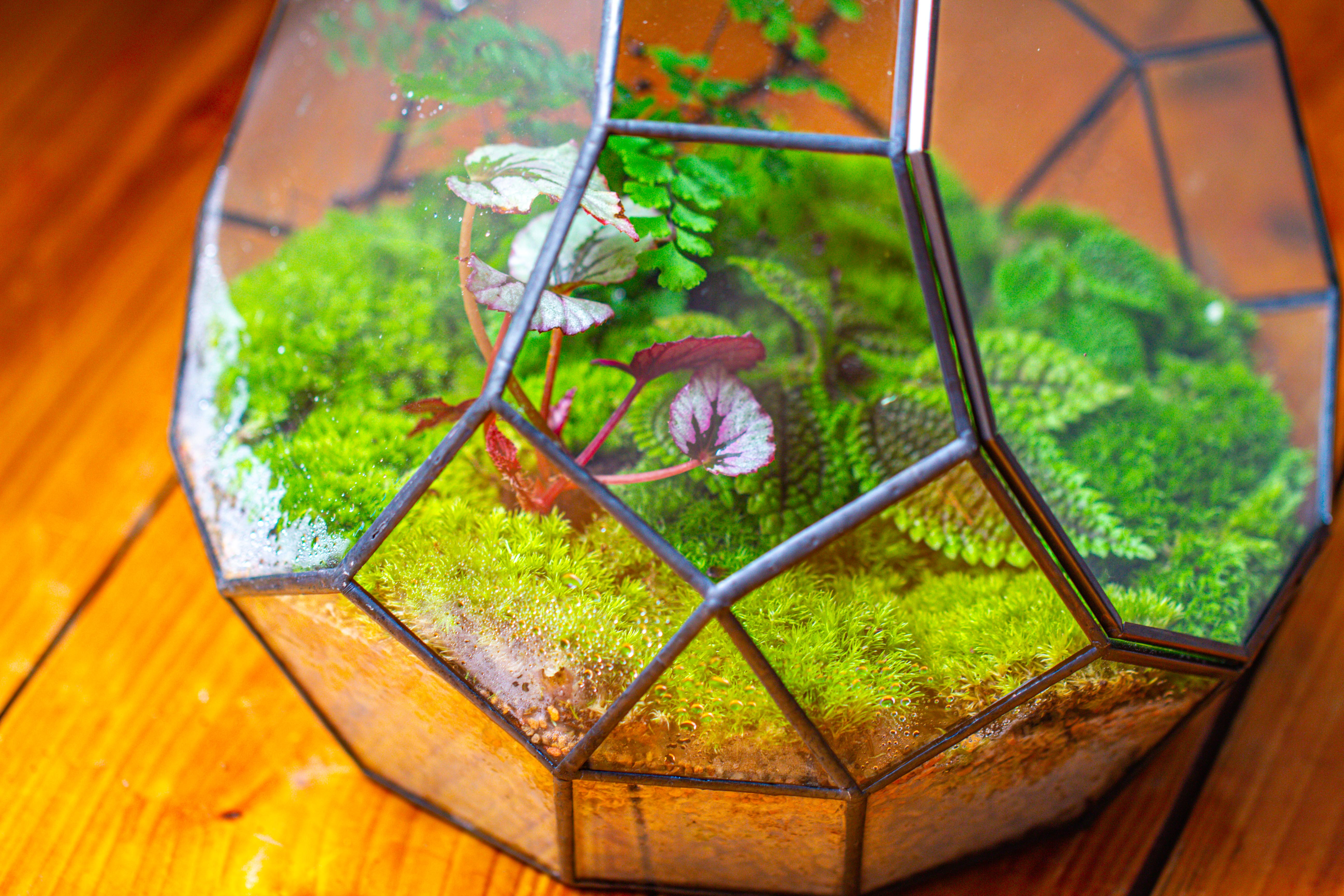 Propagation Station Glass Geometric Moon Terrarium,  Close, with door - NCYPgarden