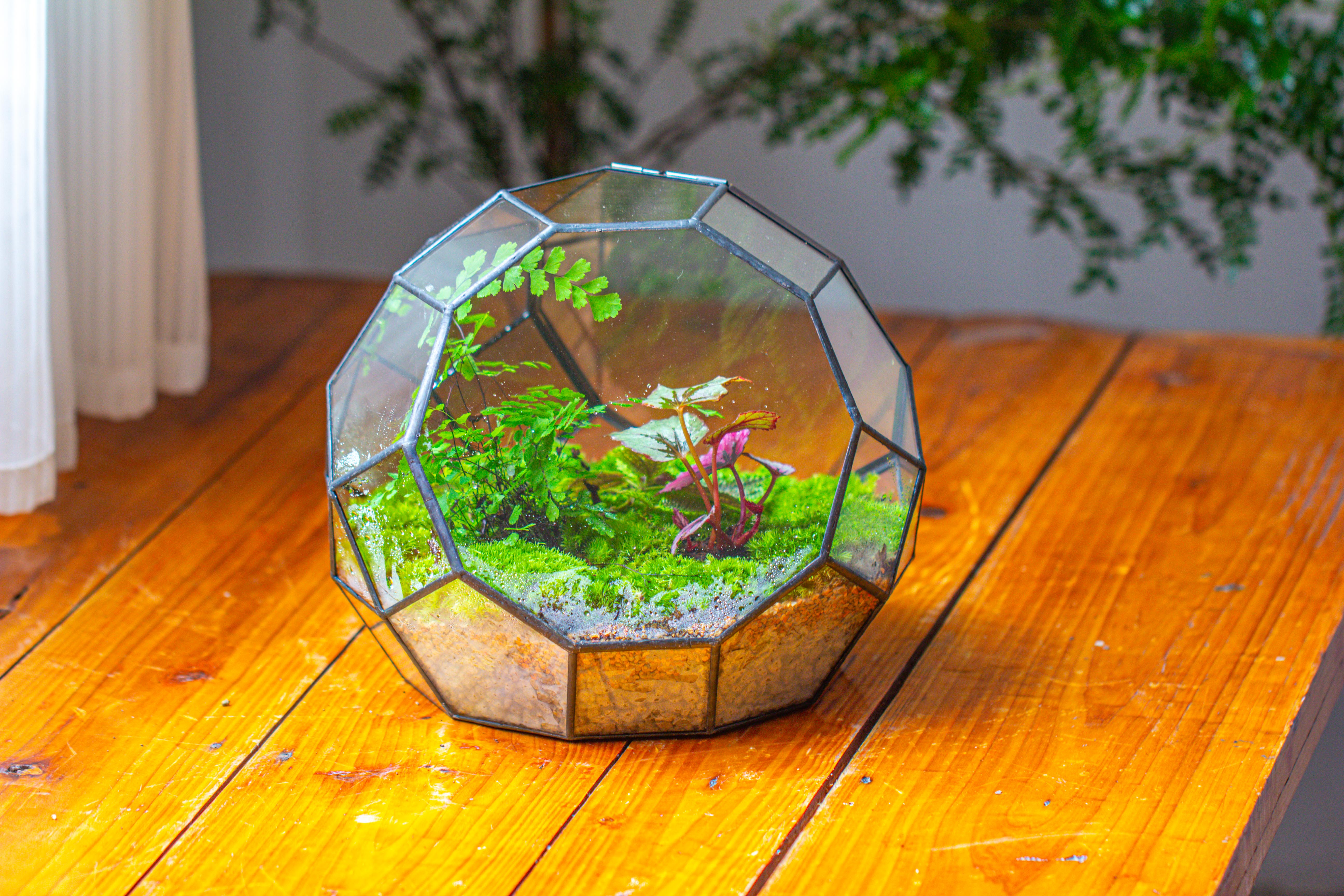 Propagation Station Glass Geometric Moon Terrarium,  Close, with door - NCYPgarden