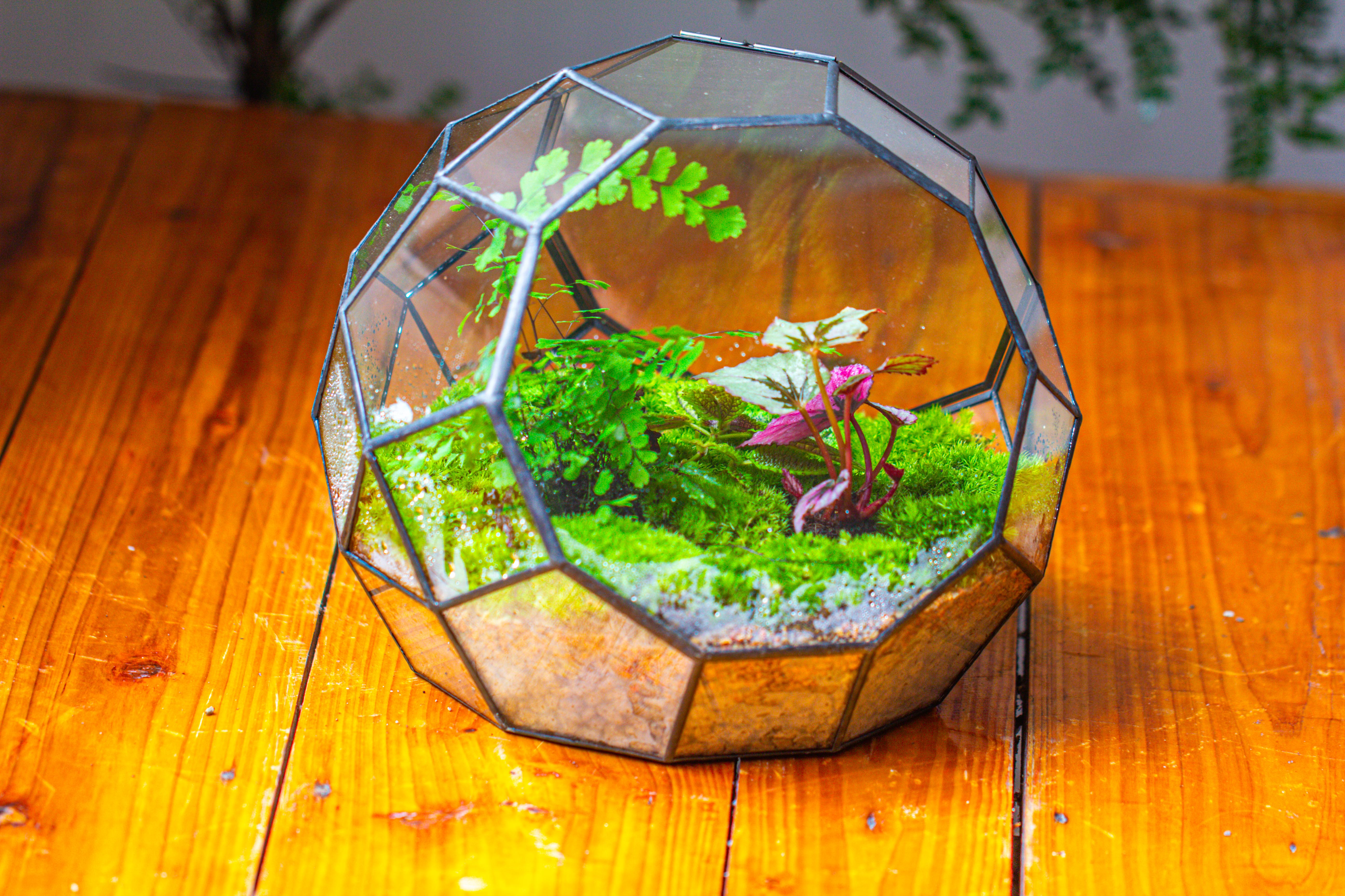 Propagation Station Glass Geometric Moon Terrarium,  Close, with door - NCYPgarden