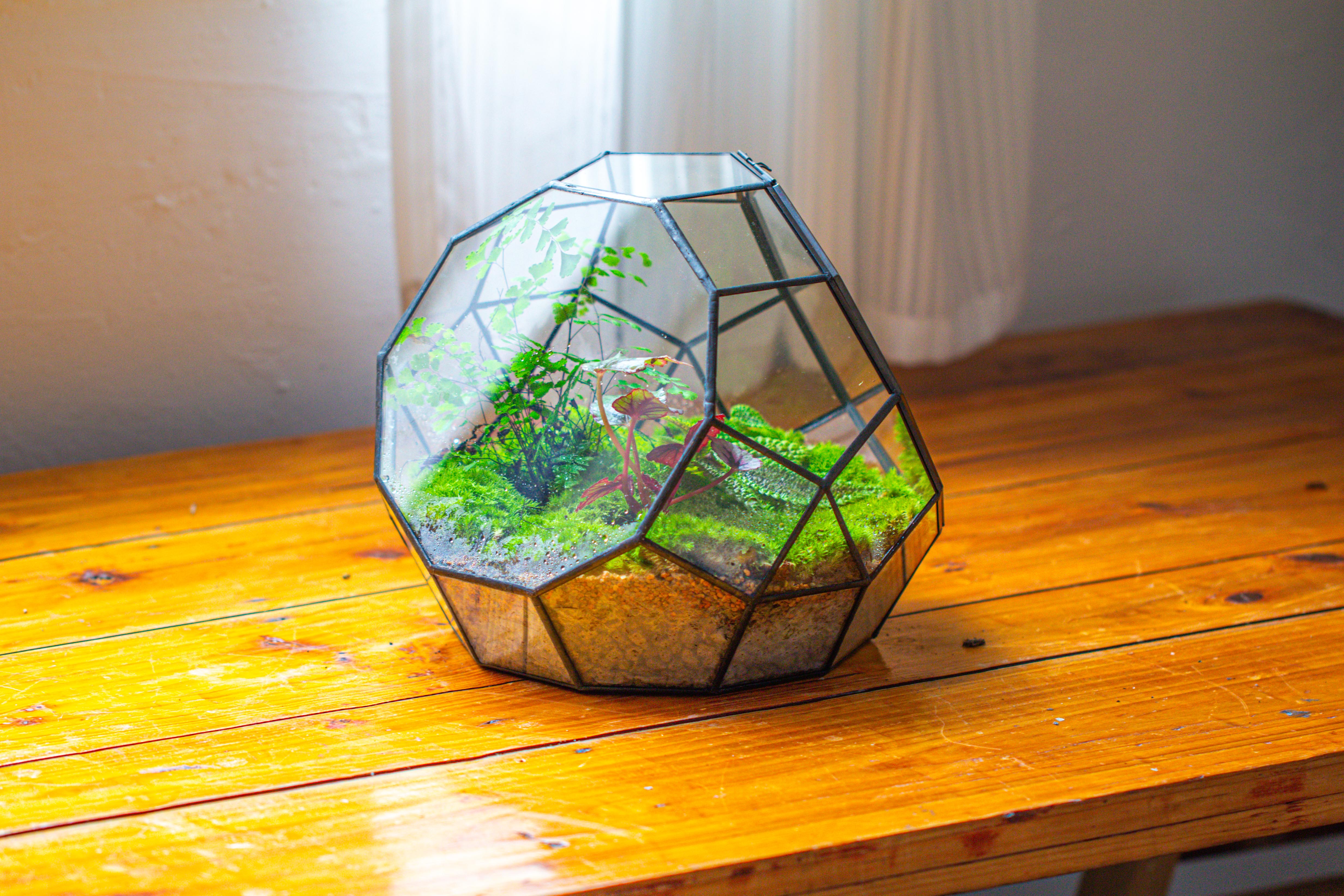Propagation Station Glass Geometric Moon Terrarium,  Close, with door - NCYPgarden