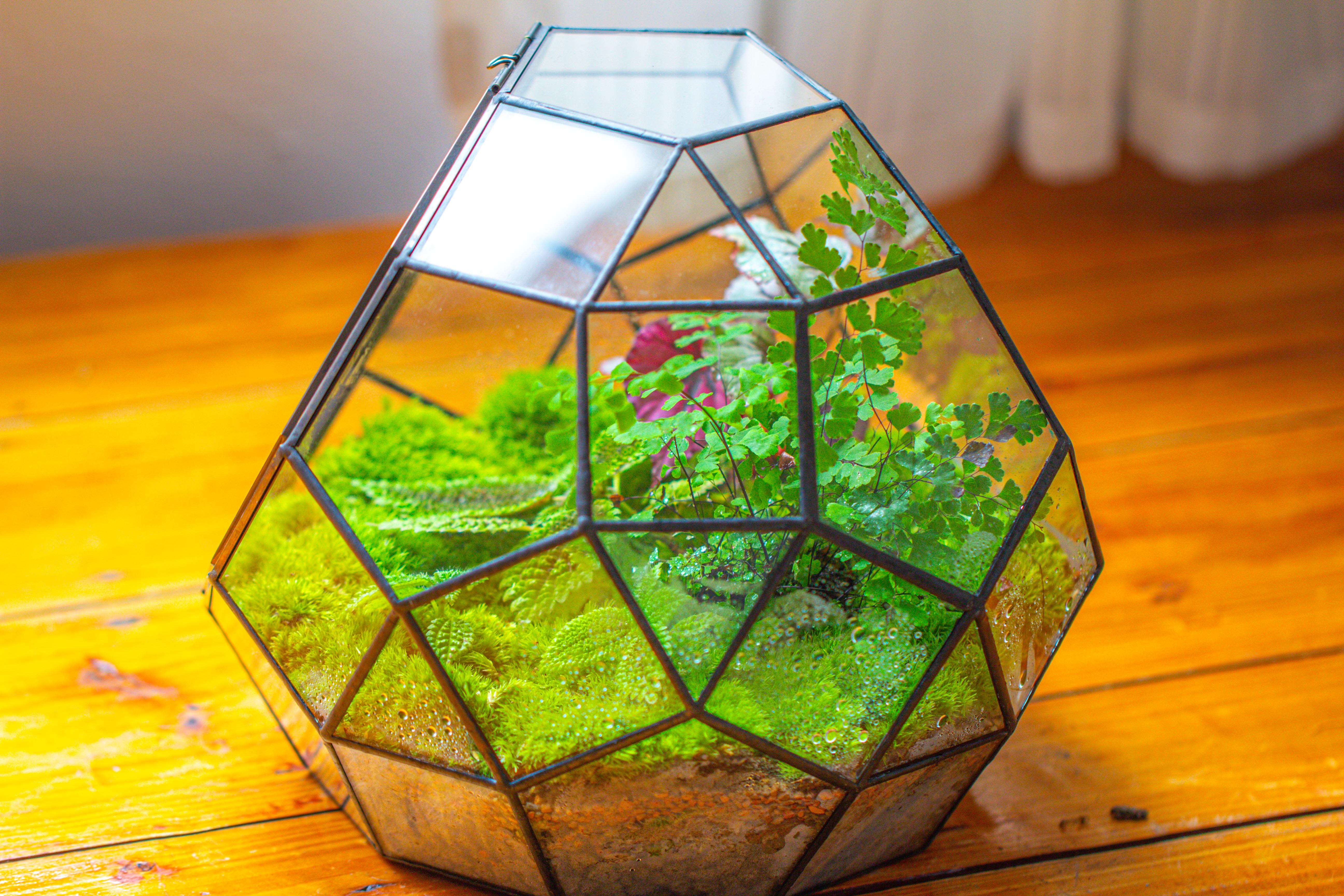 Propagation Station Glass Geometric Moon Terrarium,  Close, with door - NCYPgarden