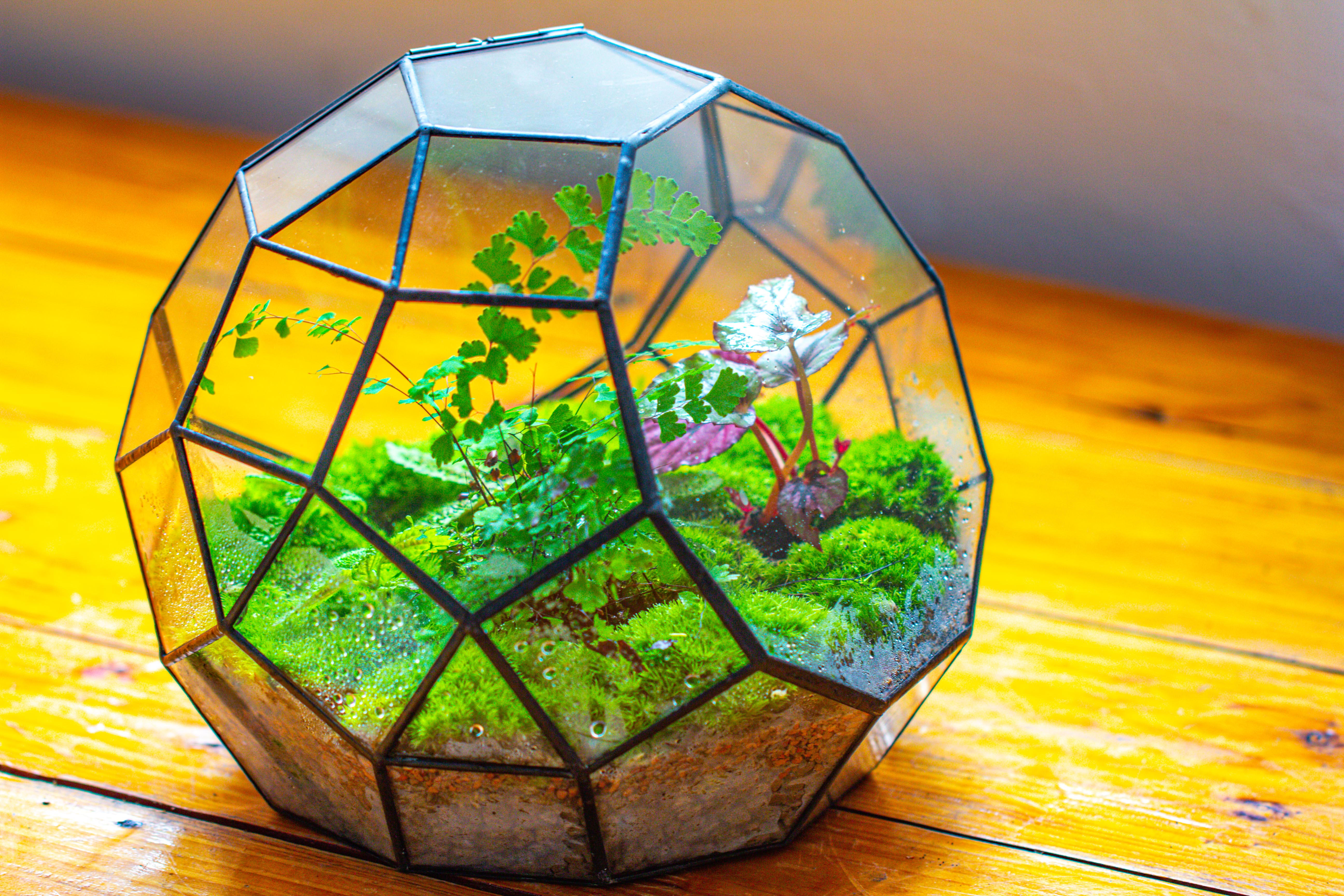 Propagation Station Glass Geometric Moon Terrarium,  Close, with door - NCYPgarden