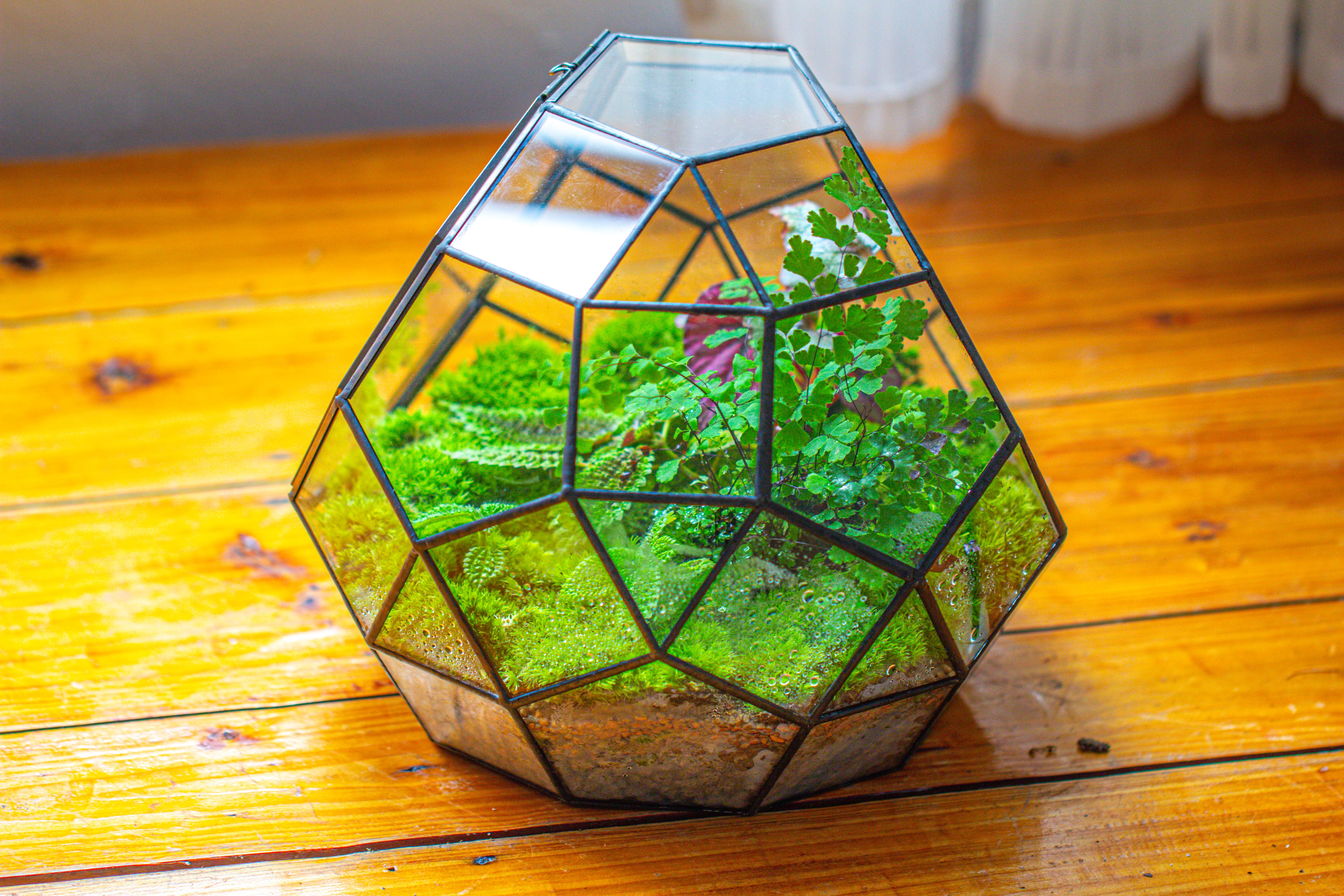 Propagation Station Glass Geometric Moon Terrarium,  Close, with door - NCYPgarden