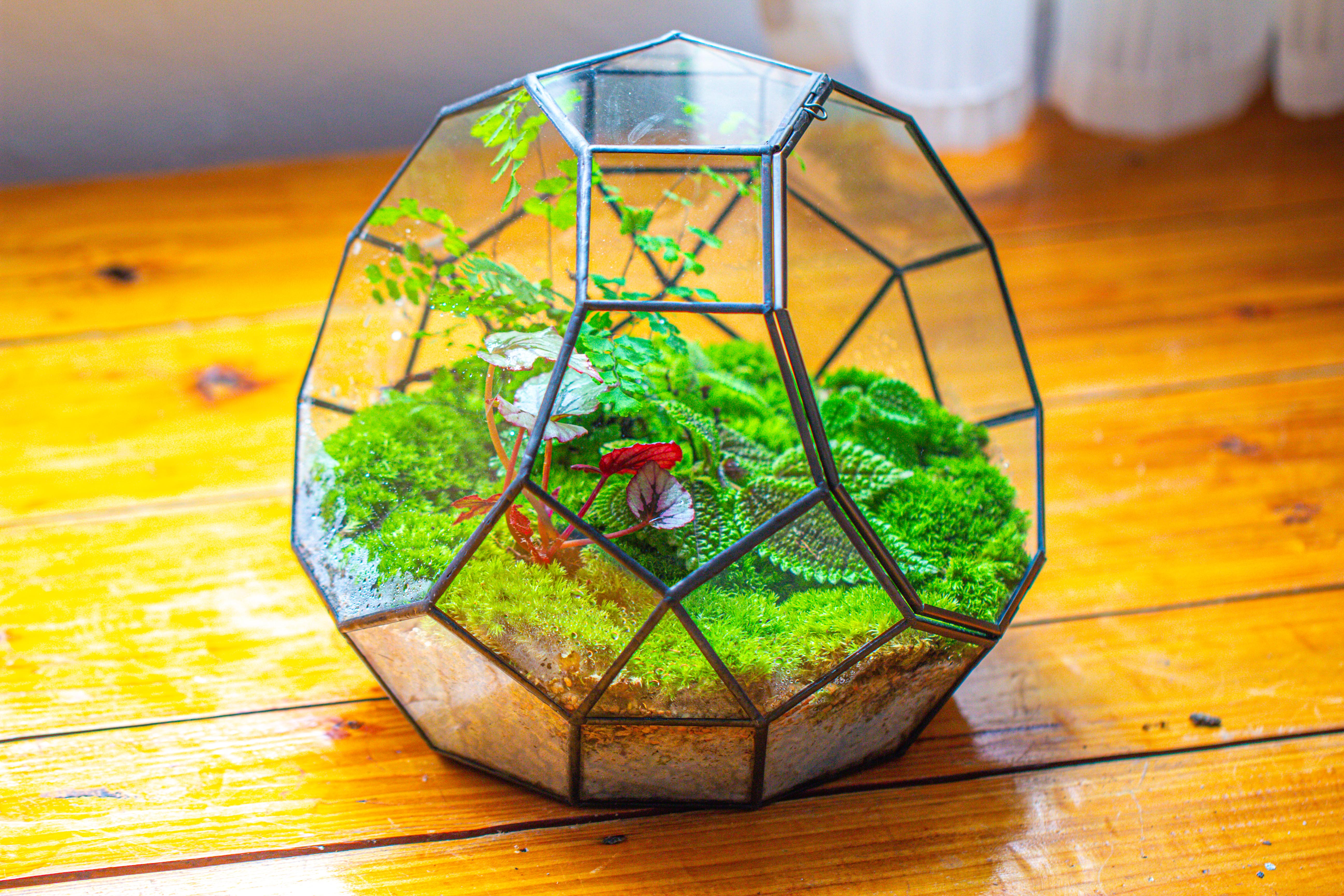 Propagation Station Glass Geometric Moon Terrarium,  Close, with door - NCYPgarden