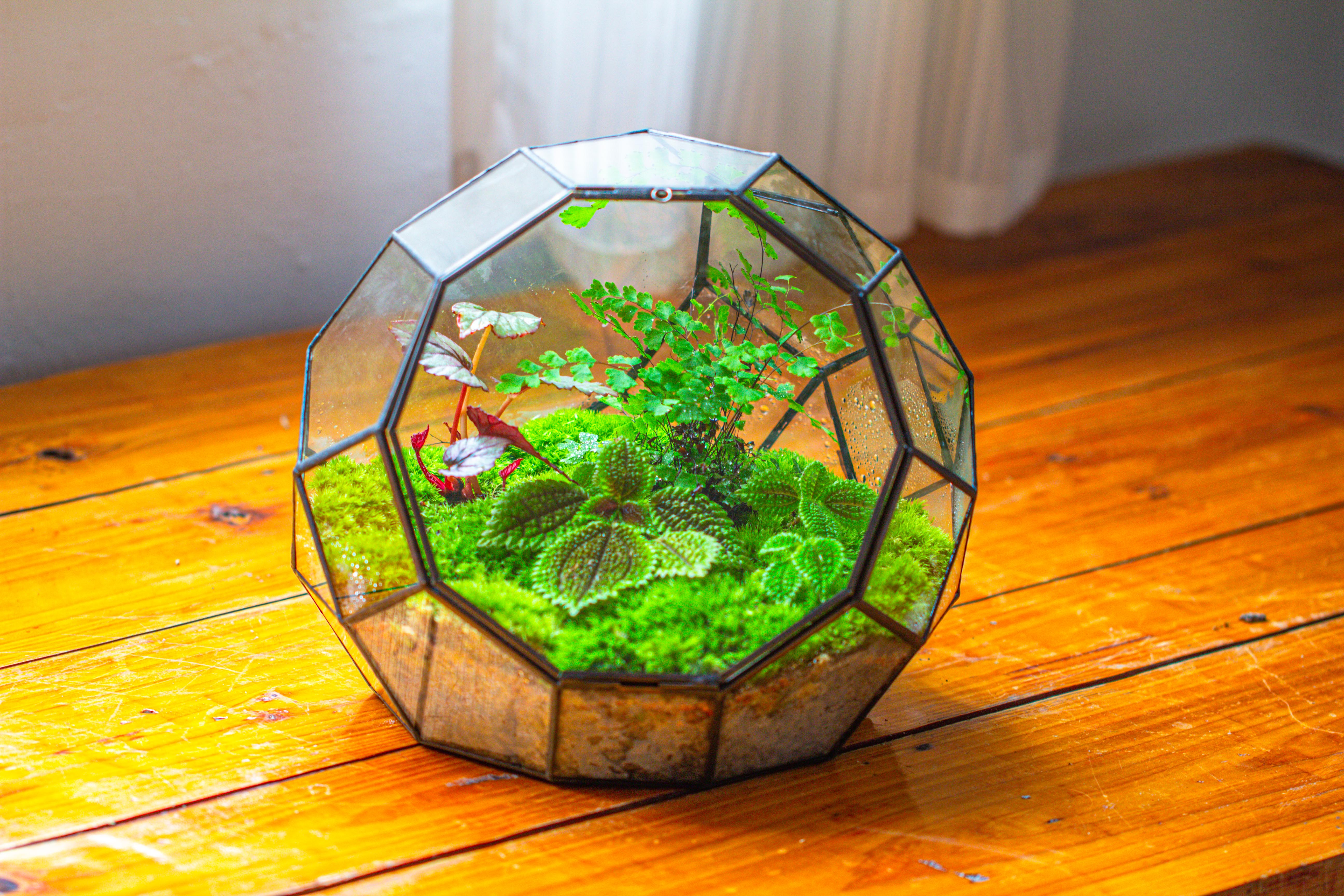 Propagation Station Glass Geometric Moon Terrarium,  Close, with door - NCYPgarden