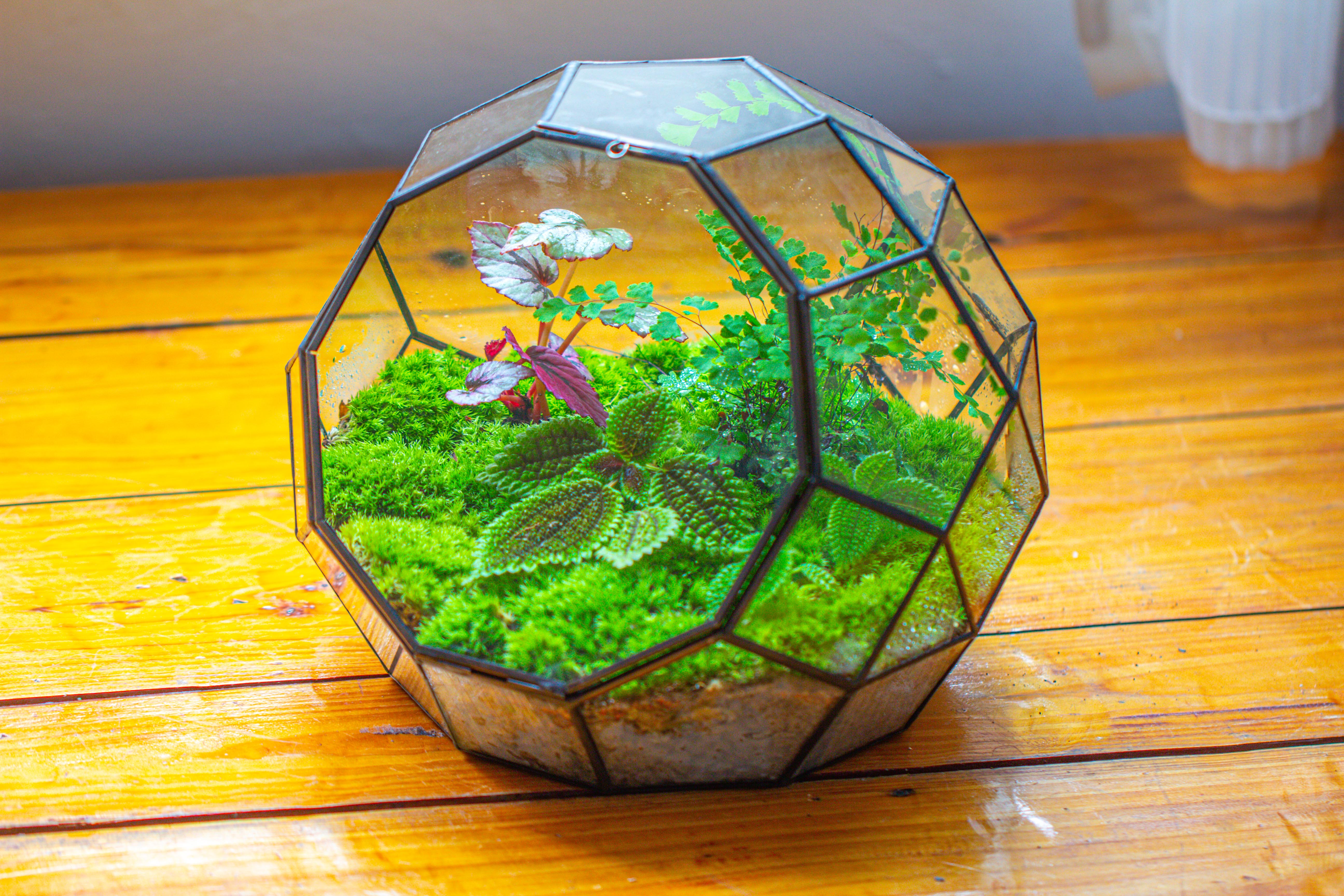 Propagation Station Glass Geometric Moon Terrarium,  Close, with door - NCYPgarden