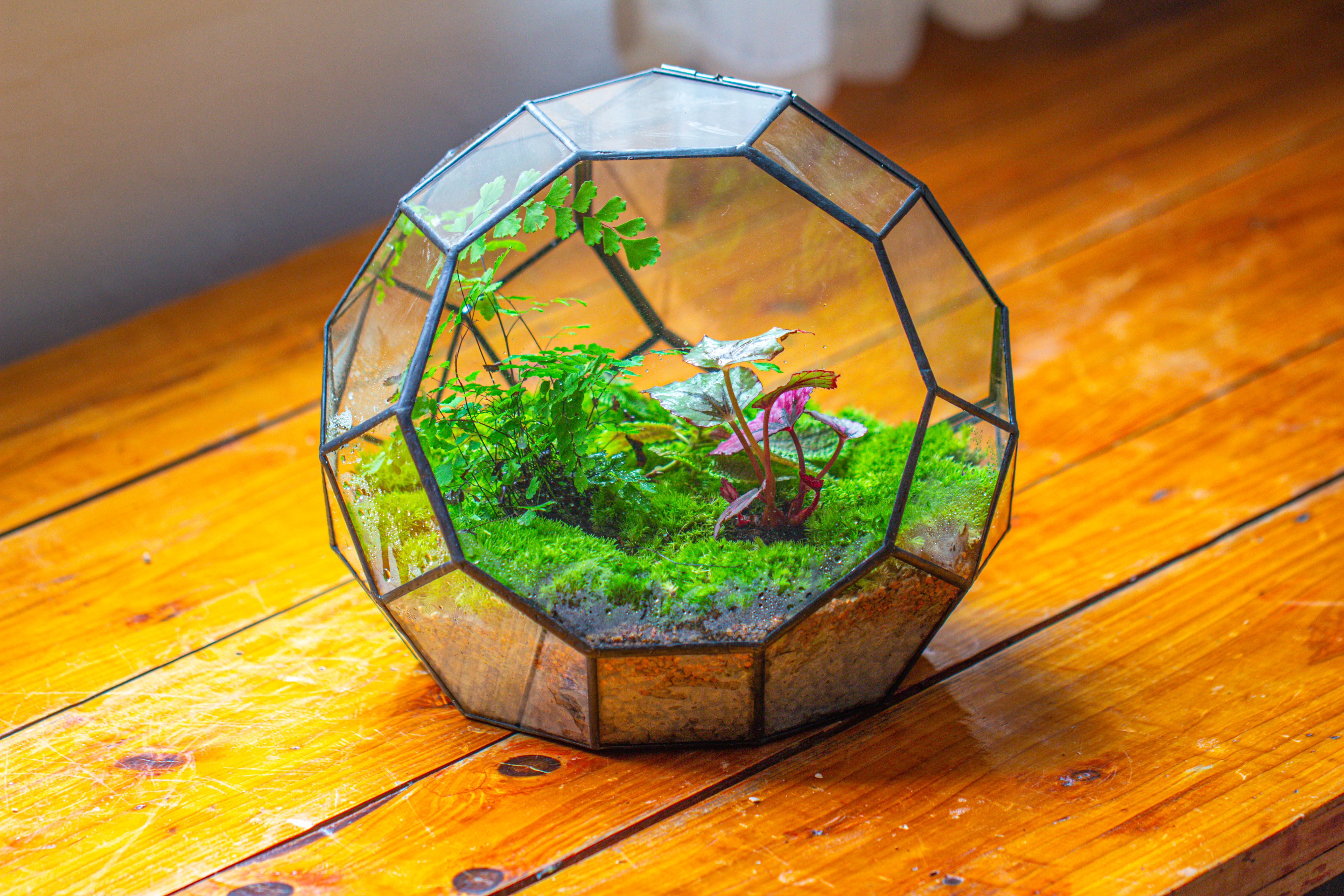 Propagation Station Glass Geometric Moon Terrarium,  Close, with door - NCYPgarden