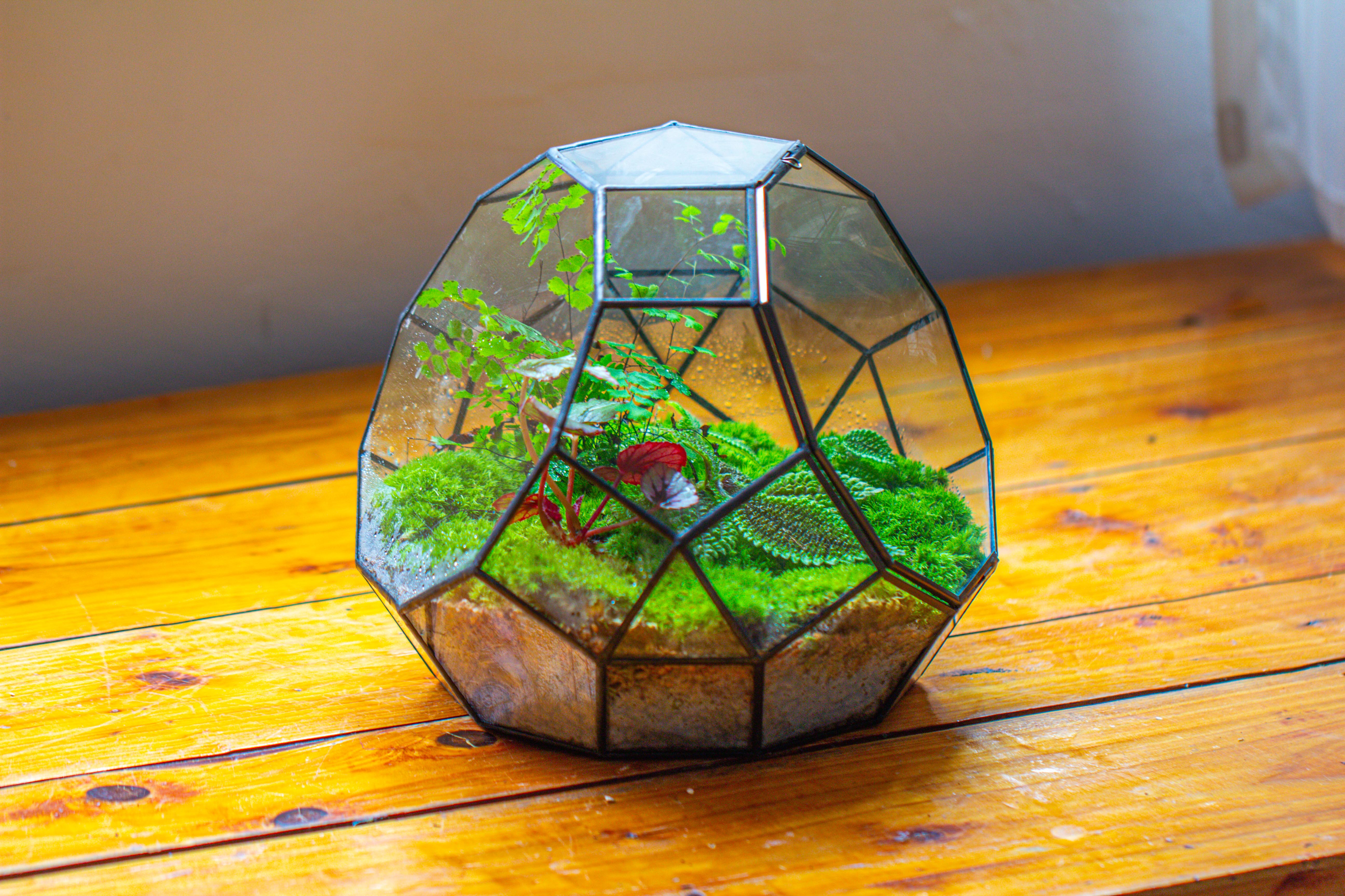 Propagation Station Glass Geometric Moon Terrarium,  Close, with door - NCYPgarden