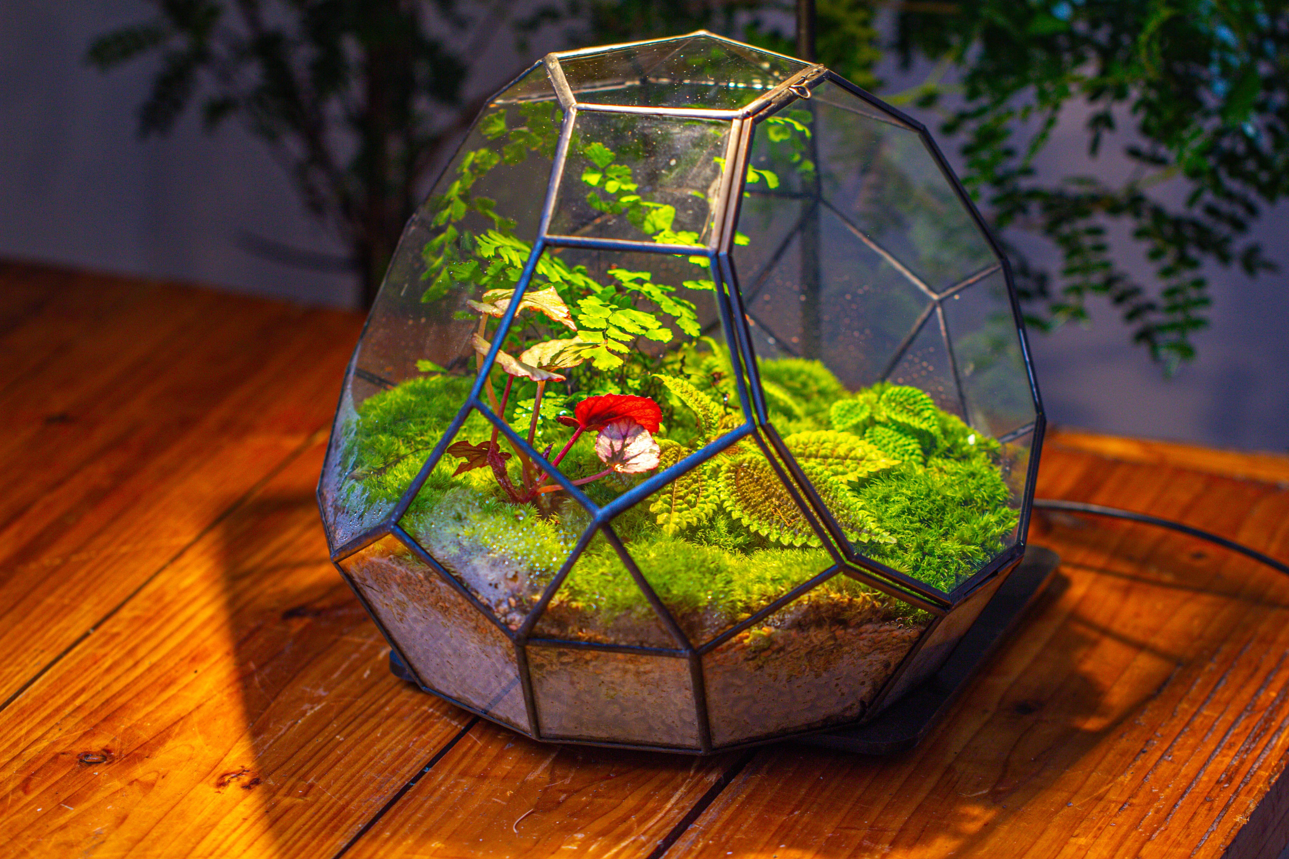 Propagation Station Glass Geometric Moon Terrarium,  Close, with door - NCYPgarden