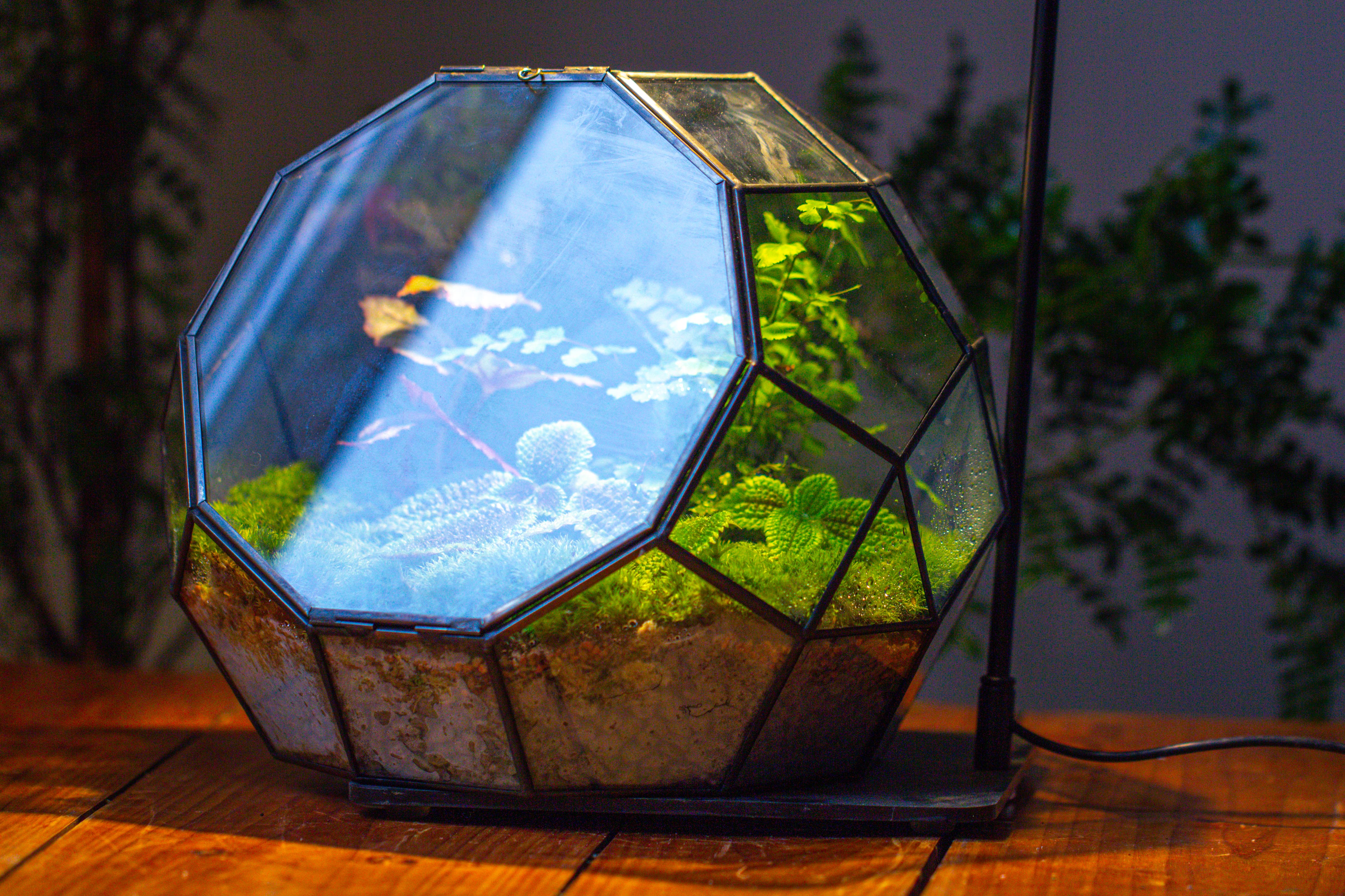 Propagation Station Glass Geometric Moon Terrarium,  Close, with door - NCYPgarden