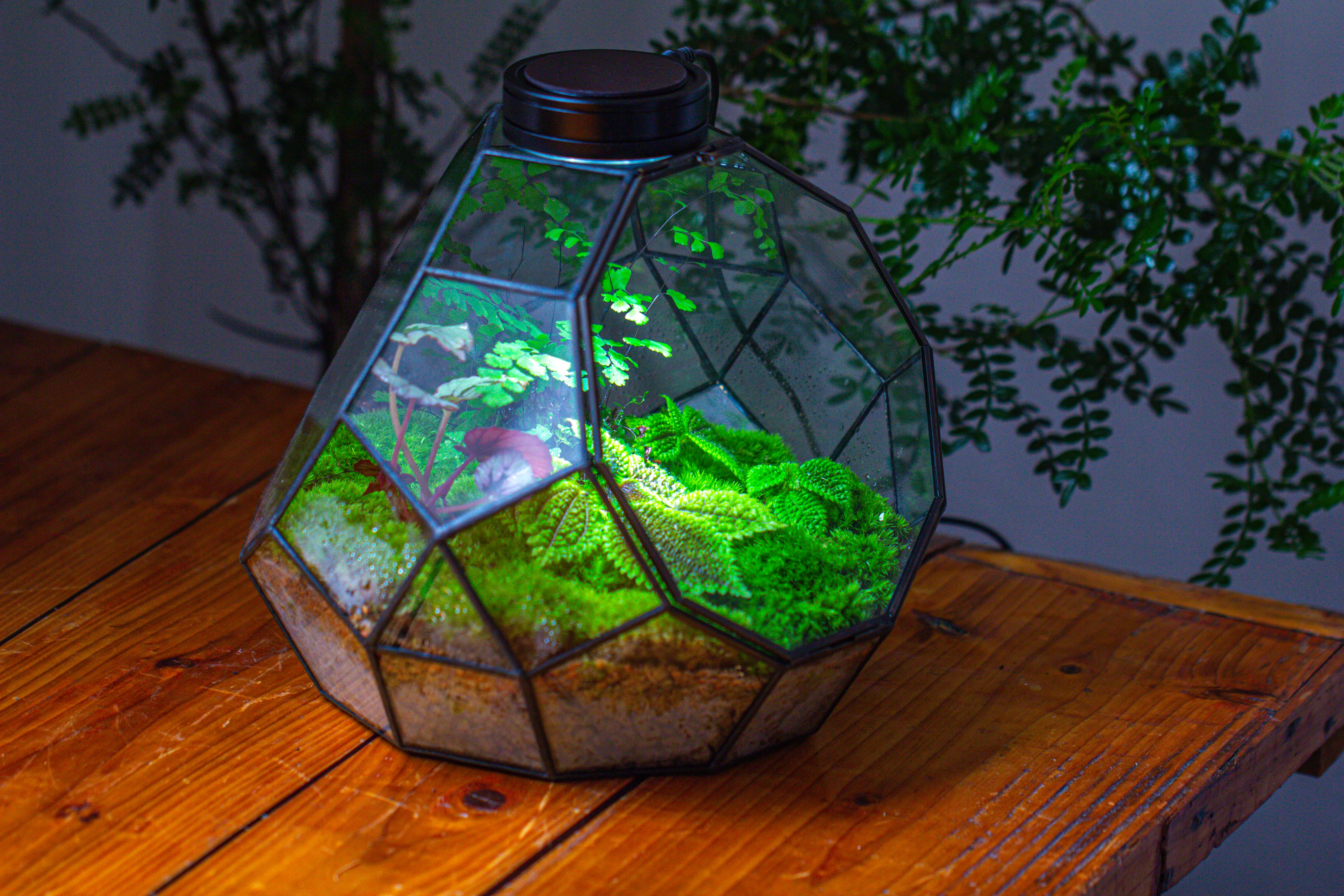 Propagation Station Glass Geometric Moon Terrarium,  Close, with door - NCYPgarden