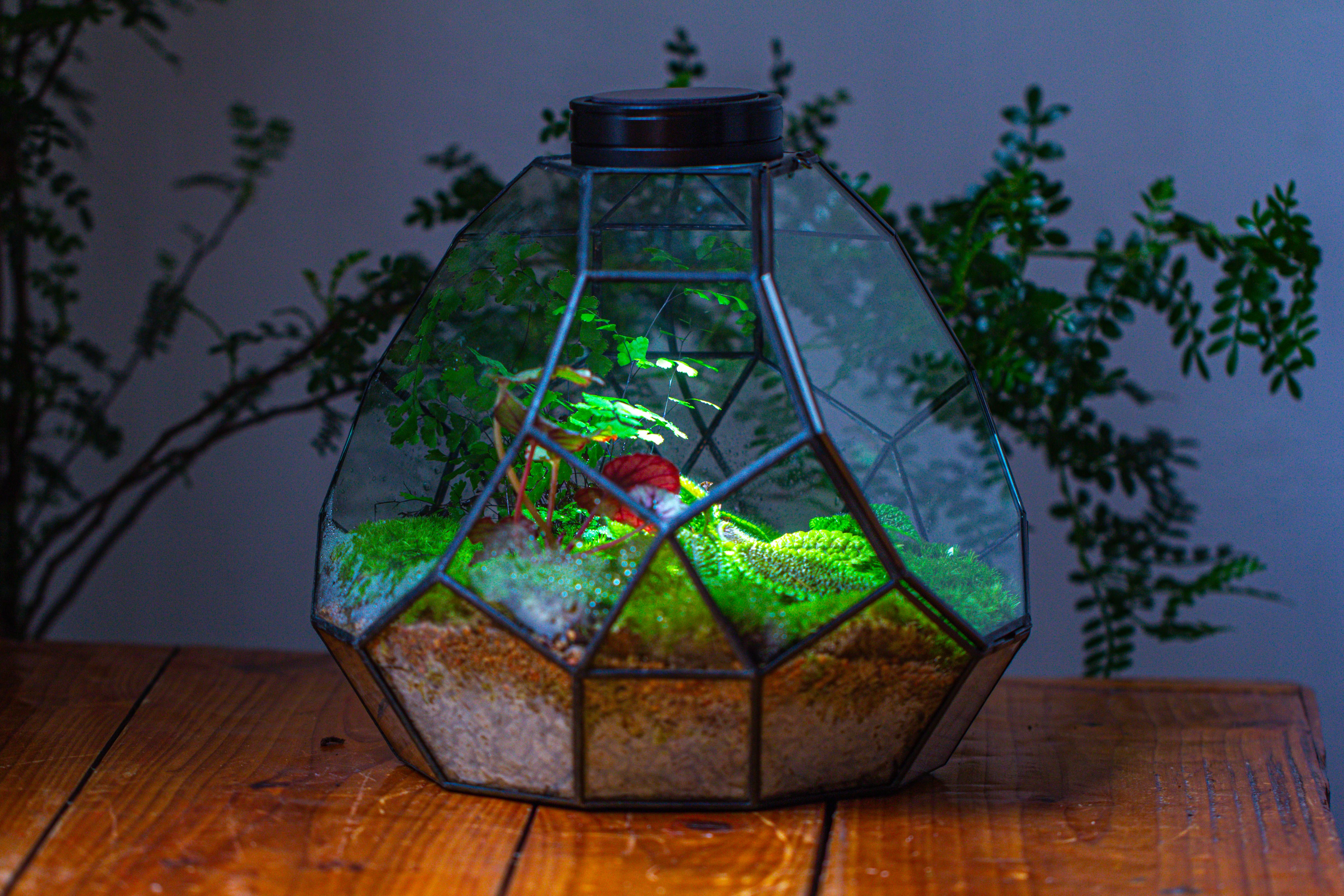 Propagation Station Glass Geometric Moon Terrarium,  Close, with door - NCYPgarden
