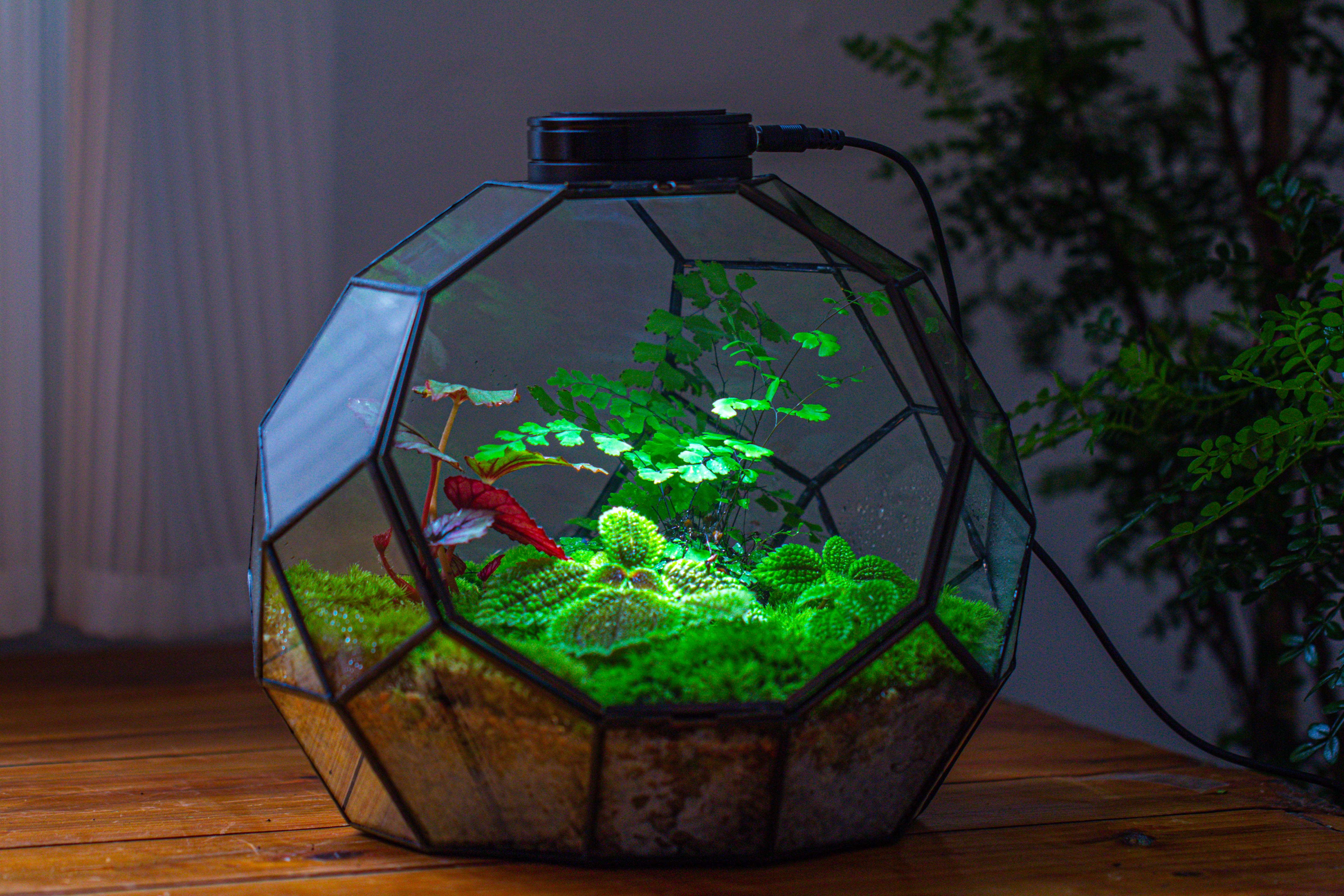 Propagation Station Glass Geometric Moon Terrarium,  Close, with door - NCYPgarden