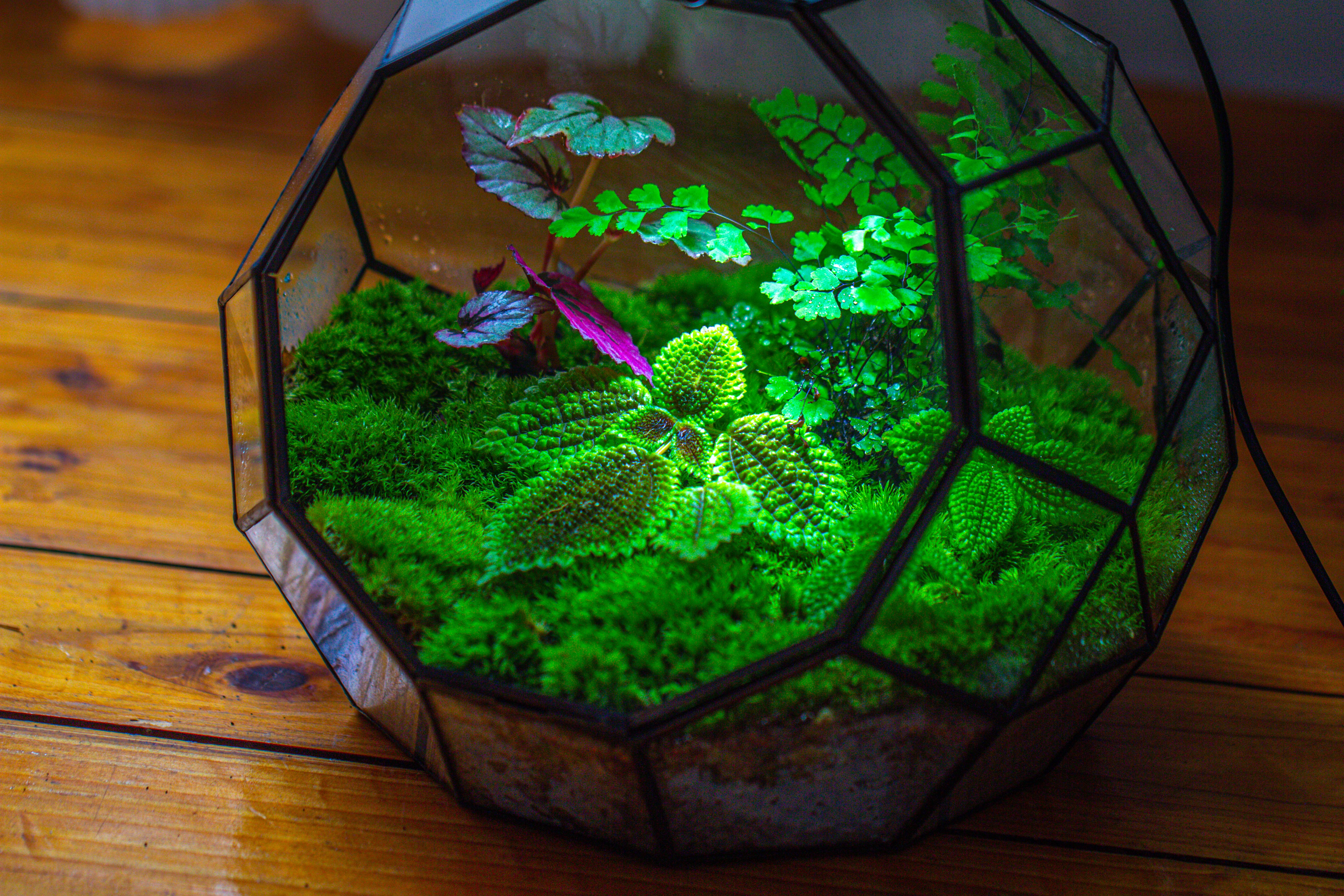 Propagation Station Glass Geometric Moon Terrarium,  Close, with door - NCYPgarden