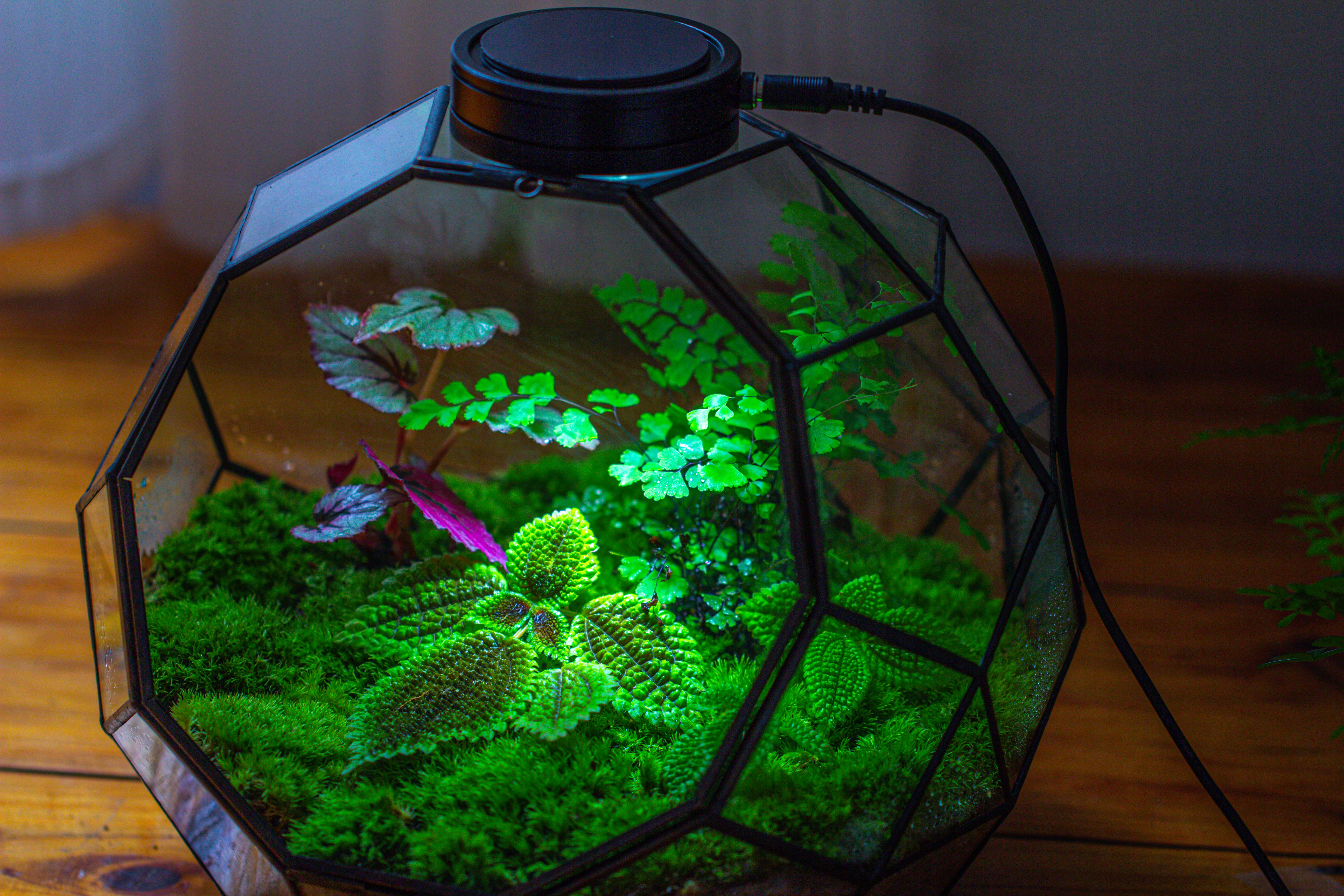 Propagation Station Glass Geometric Moon Terrarium,  Close, with door - NCYPgarden