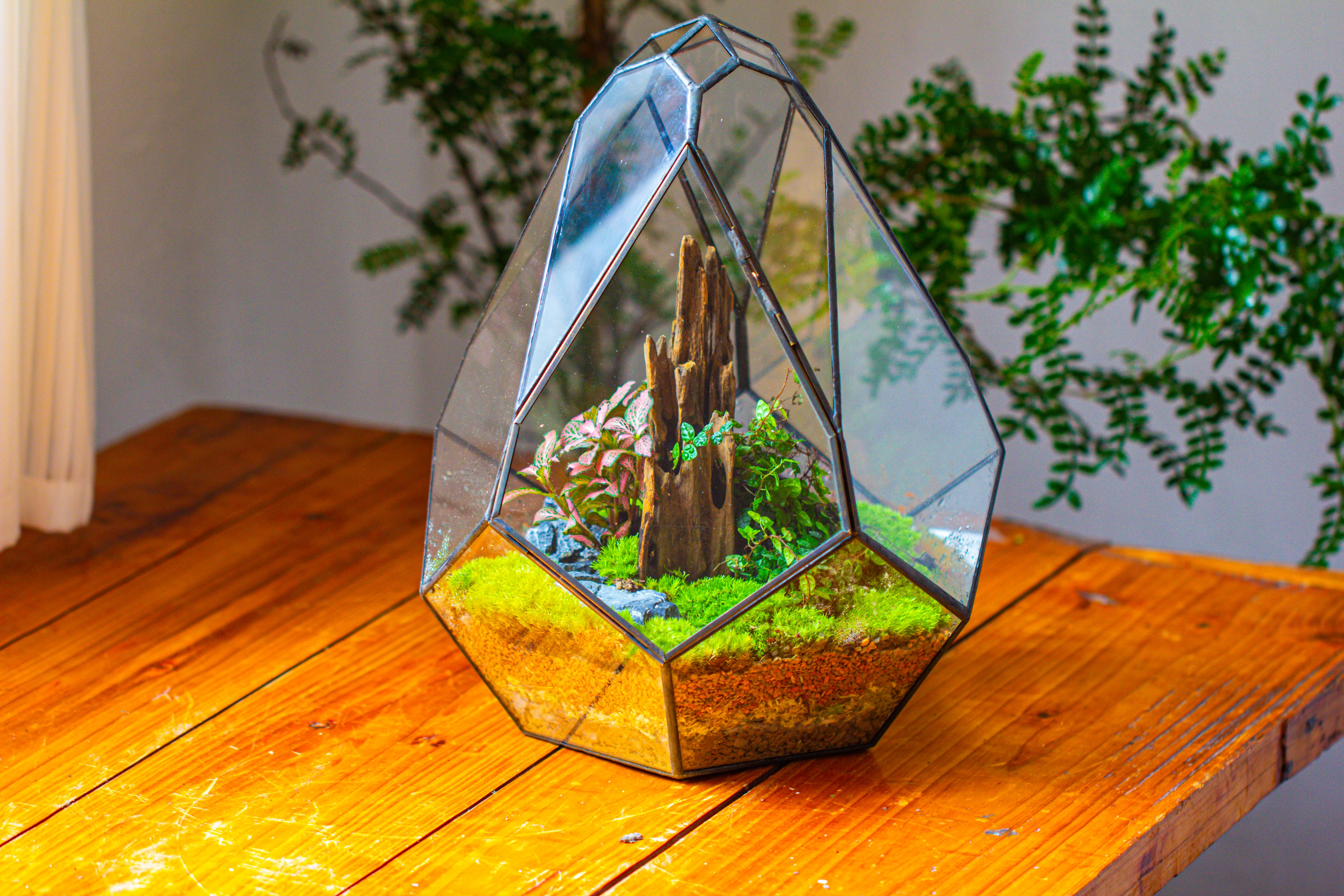 Propagation Station 13" Large Teardrop Geometric Terrarium, Close, with door - NCYPgarden