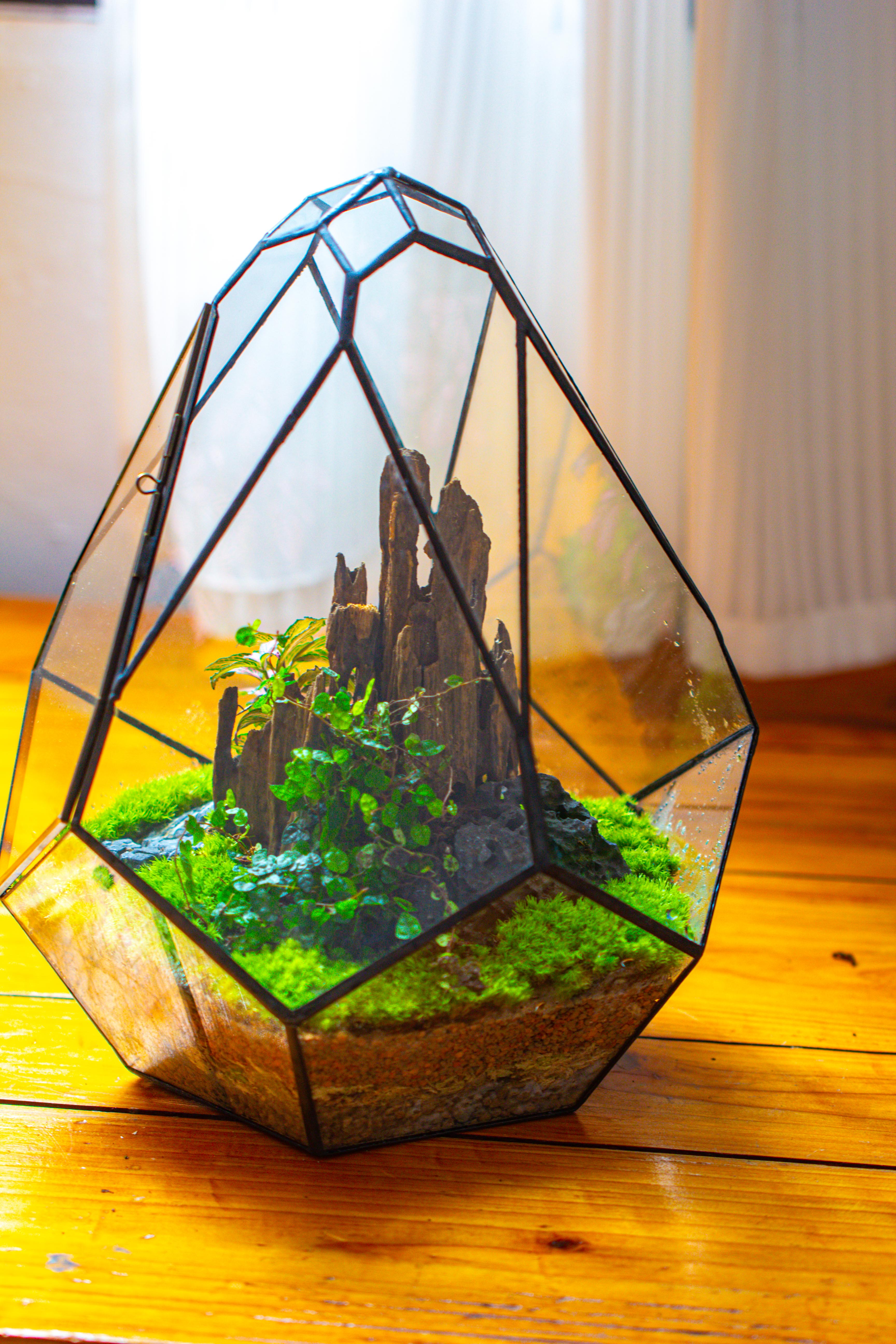 Propagation Station 13" Large Teardrop Geometric Terrarium, Close, with door - NCYPgarden