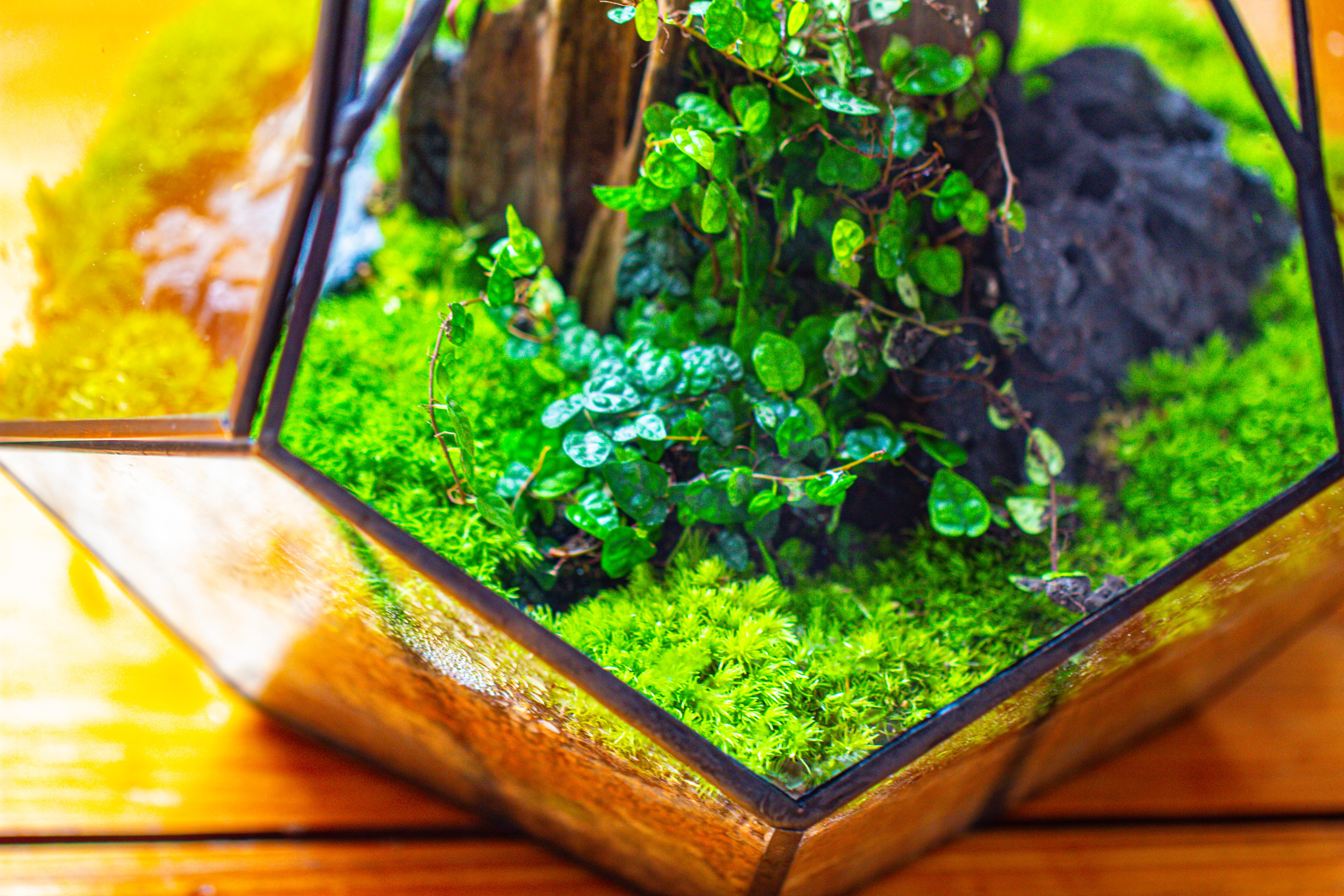 Propagation Station 13" Large Teardrop Geometric Terrarium, Close, with door - NCYPgarden