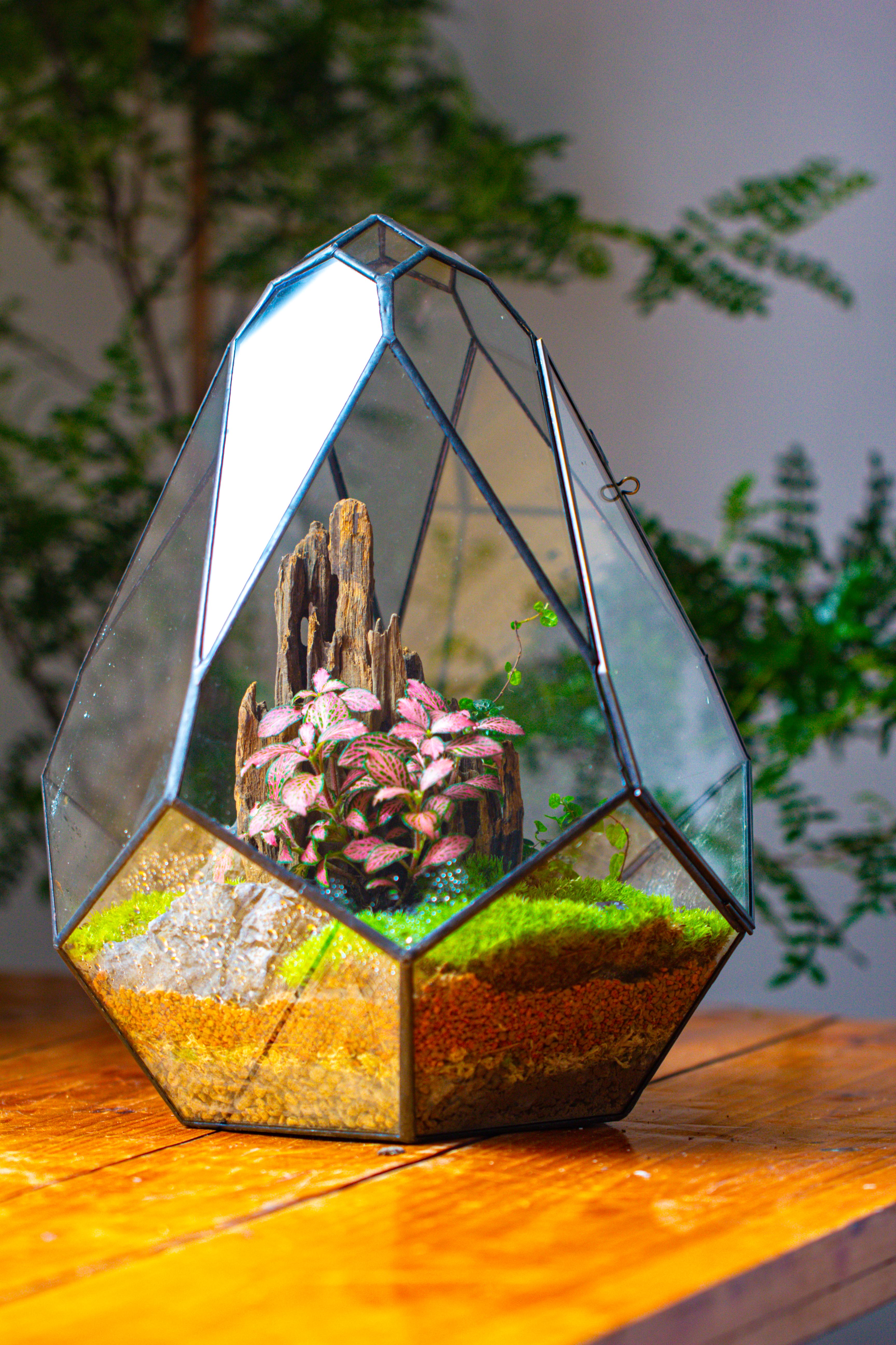 Propagation Station 13" Large Teardrop Geometric Terrarium, Close, with door - NCYPgarden