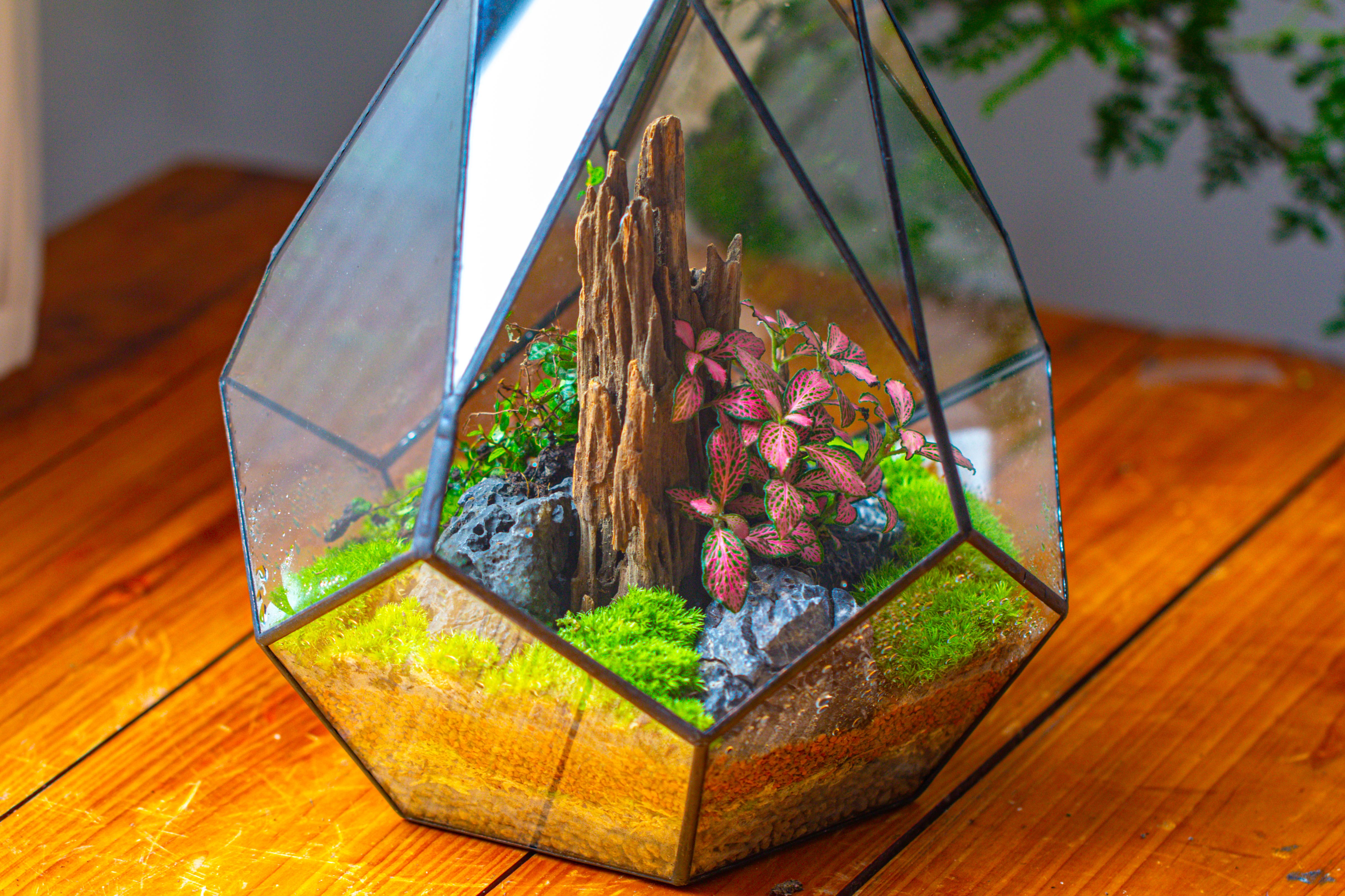 Propagation Station 13" Large Teardrop Geometric Terrarium, Close, with door - NCYPgarden