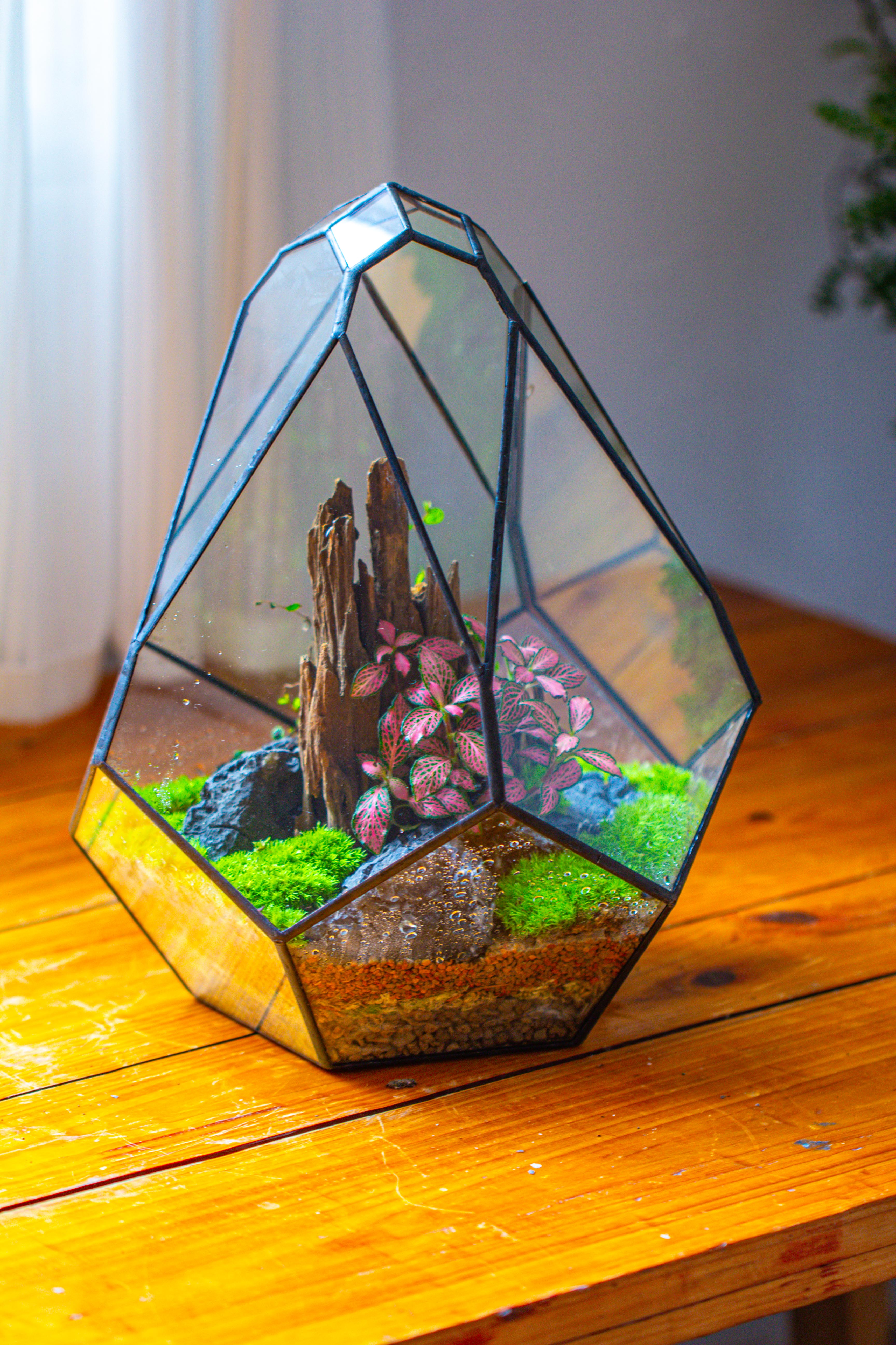 Propagation Station 13" Large Teardrop Geometric Terrarium, Close, with door - NCYPgarden
