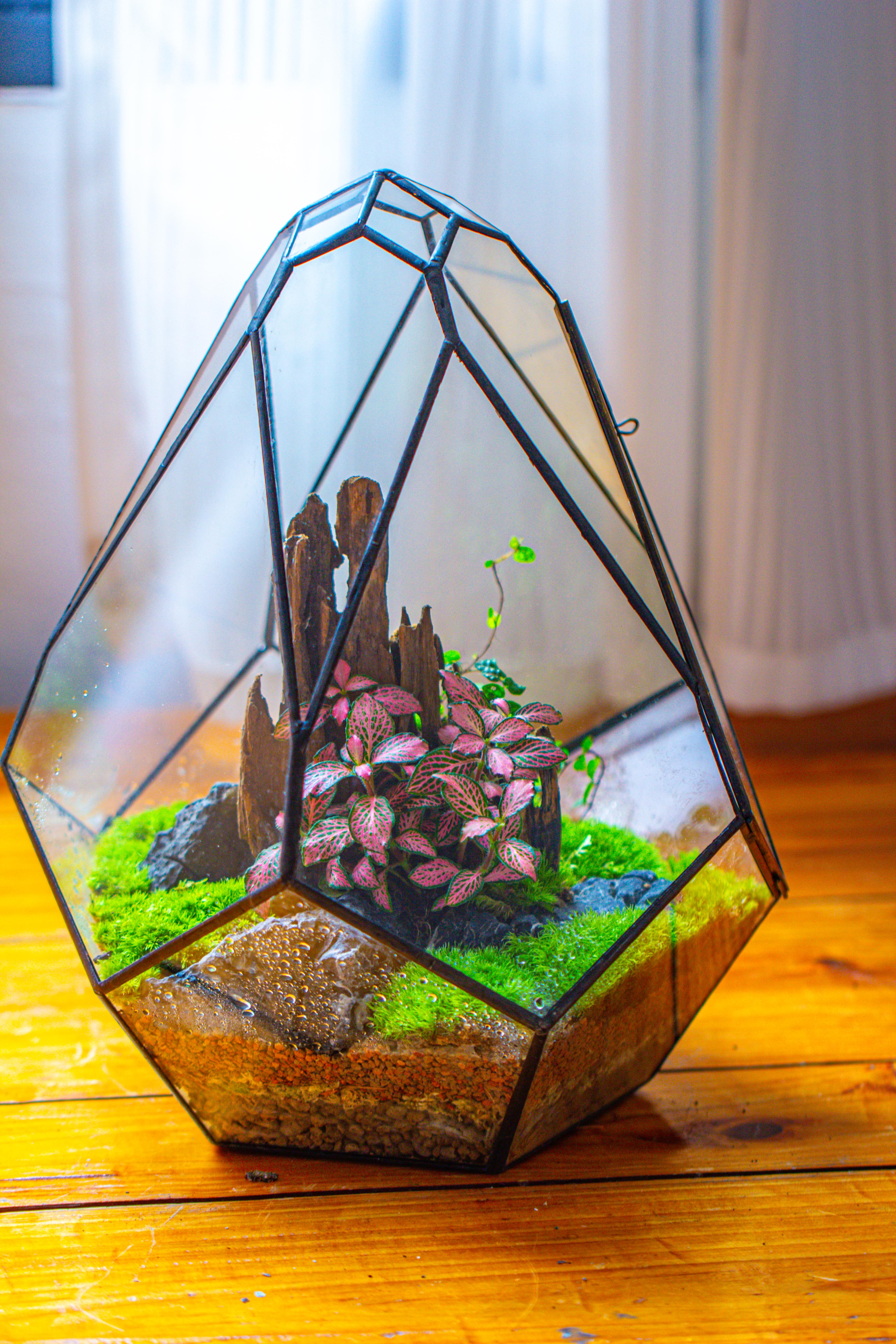 Propagation Station 13" Large Teardrop Geometric Terrarium, Close, with door - NCYPgarden