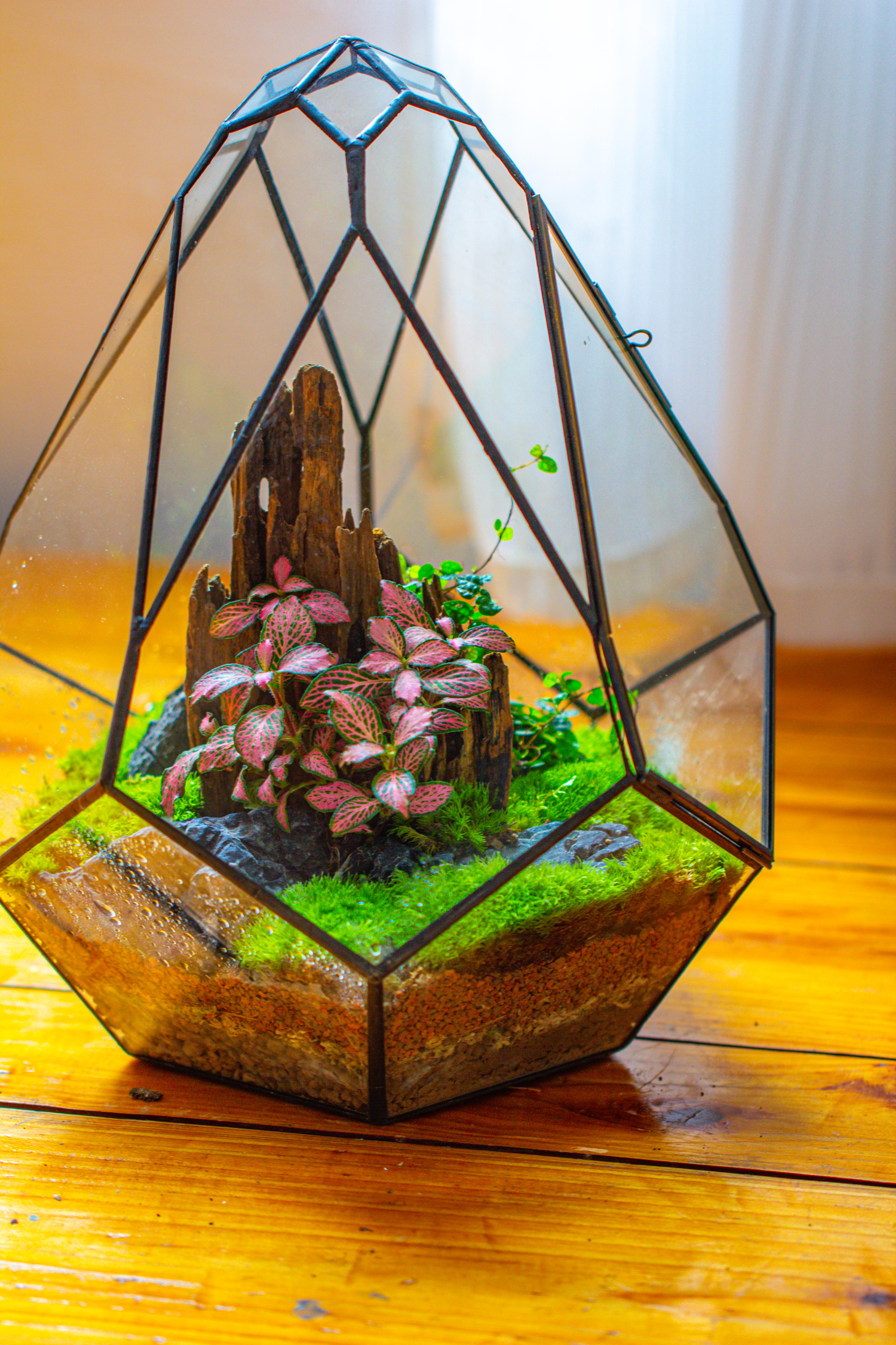 Propagation Station 13" Large Teardrop Geometric Terrarium, Close, with door - NCYPgarden
