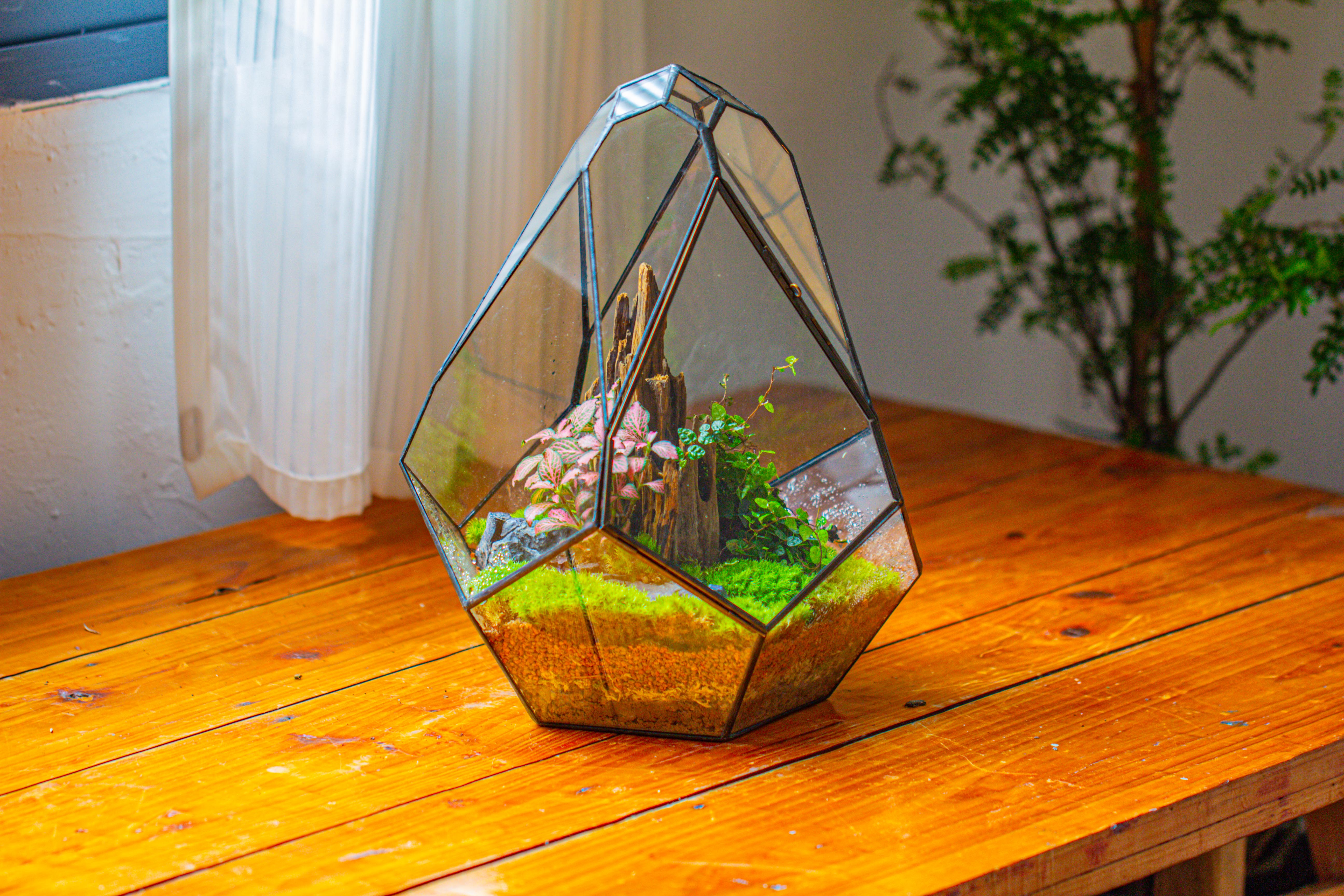 Propagation Station 13" Large Teardrop Geometric Terrarium, Close, with door - NCYPgarden