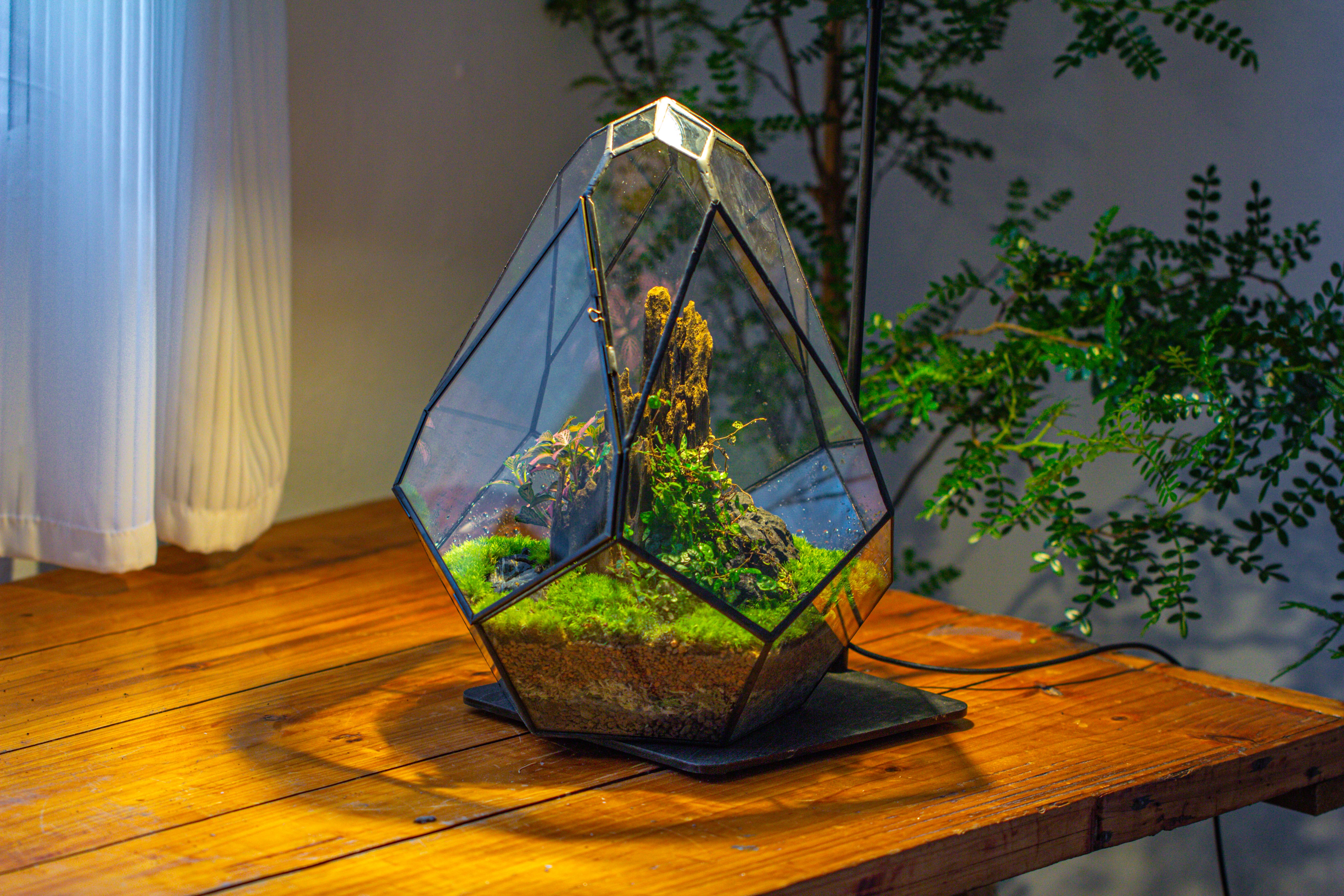 Propagation Station 13" Large Teardrop Geometric Terrarium, Close, with door - NCYPgarden
