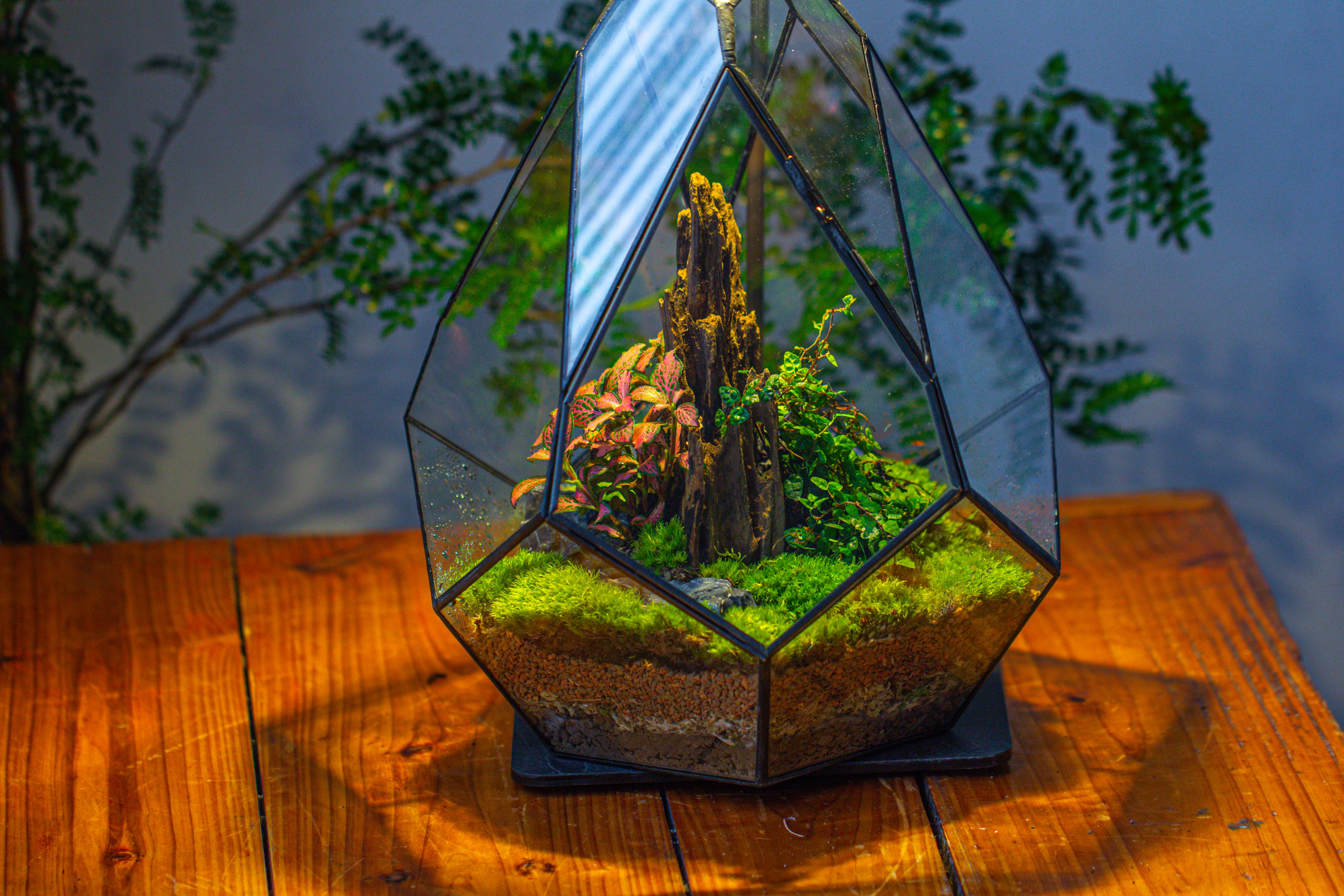 Propagation Station 13" Large Teardrop Geometric Terrarium, Close, with door - NCYPgarden