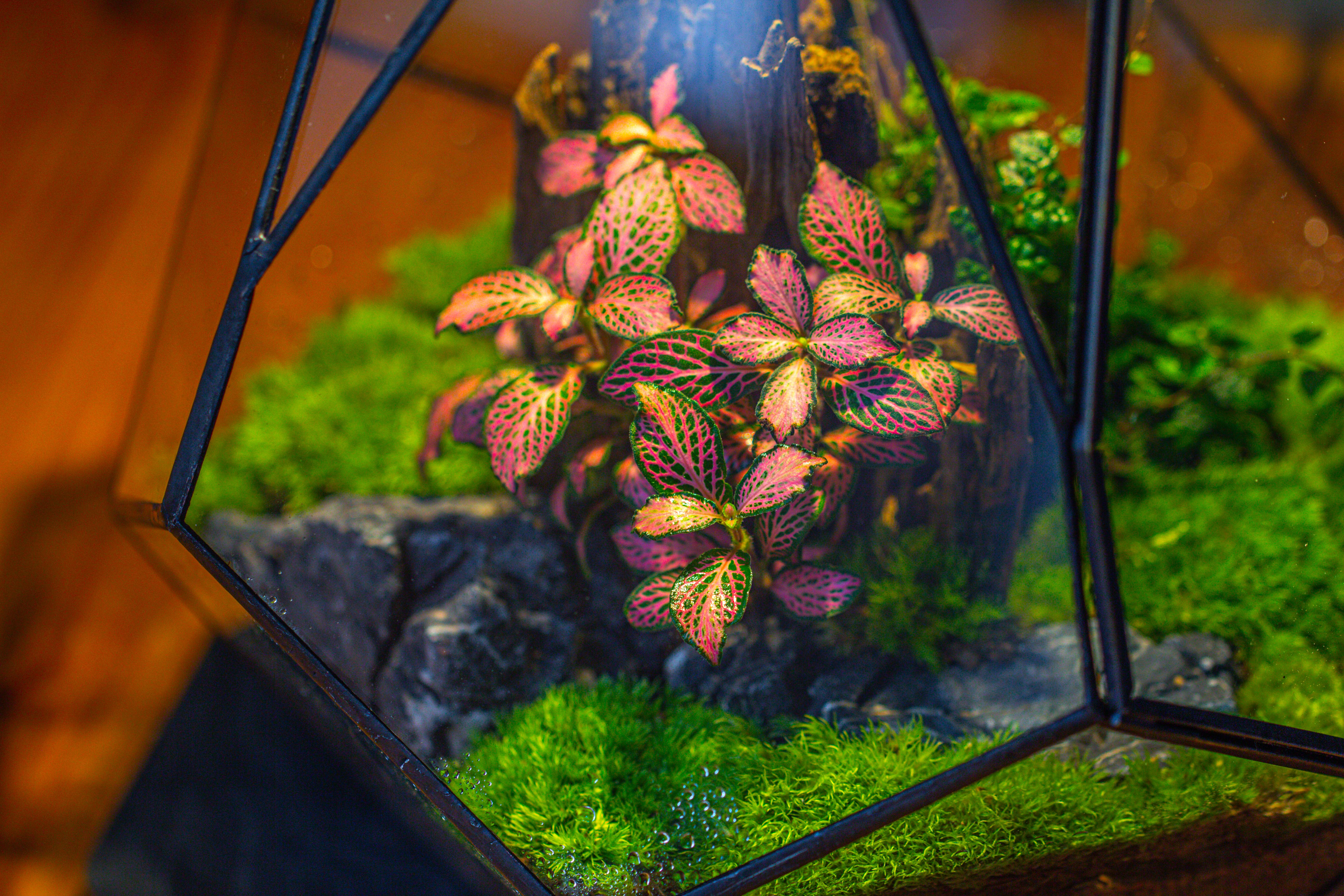 Propagation Station 13" Large Teardrop Geometric Terrarium, Close, with door - NCYPgarden