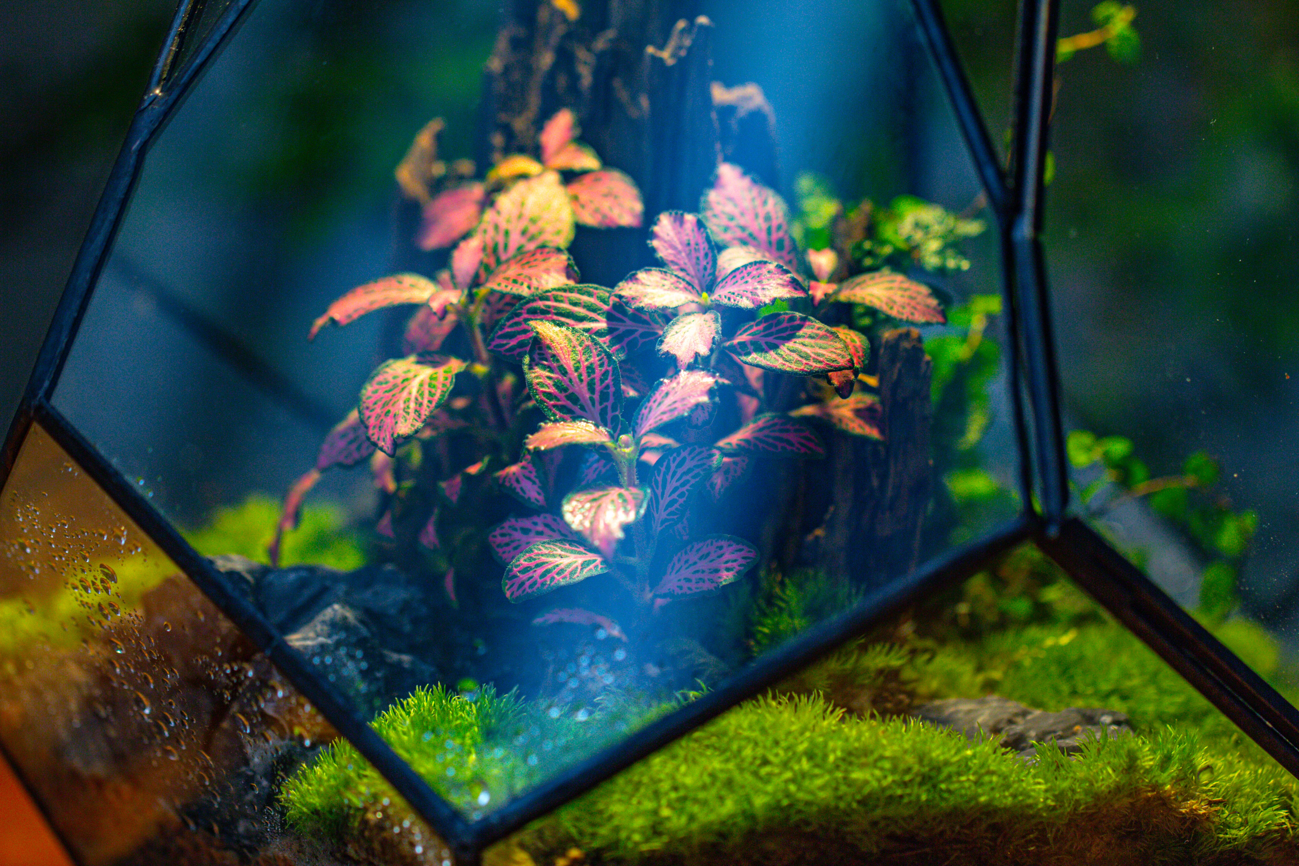 Propagation Station 13" Large Teardrop Geometric Terrarium, Close, with door - NCYPgarden