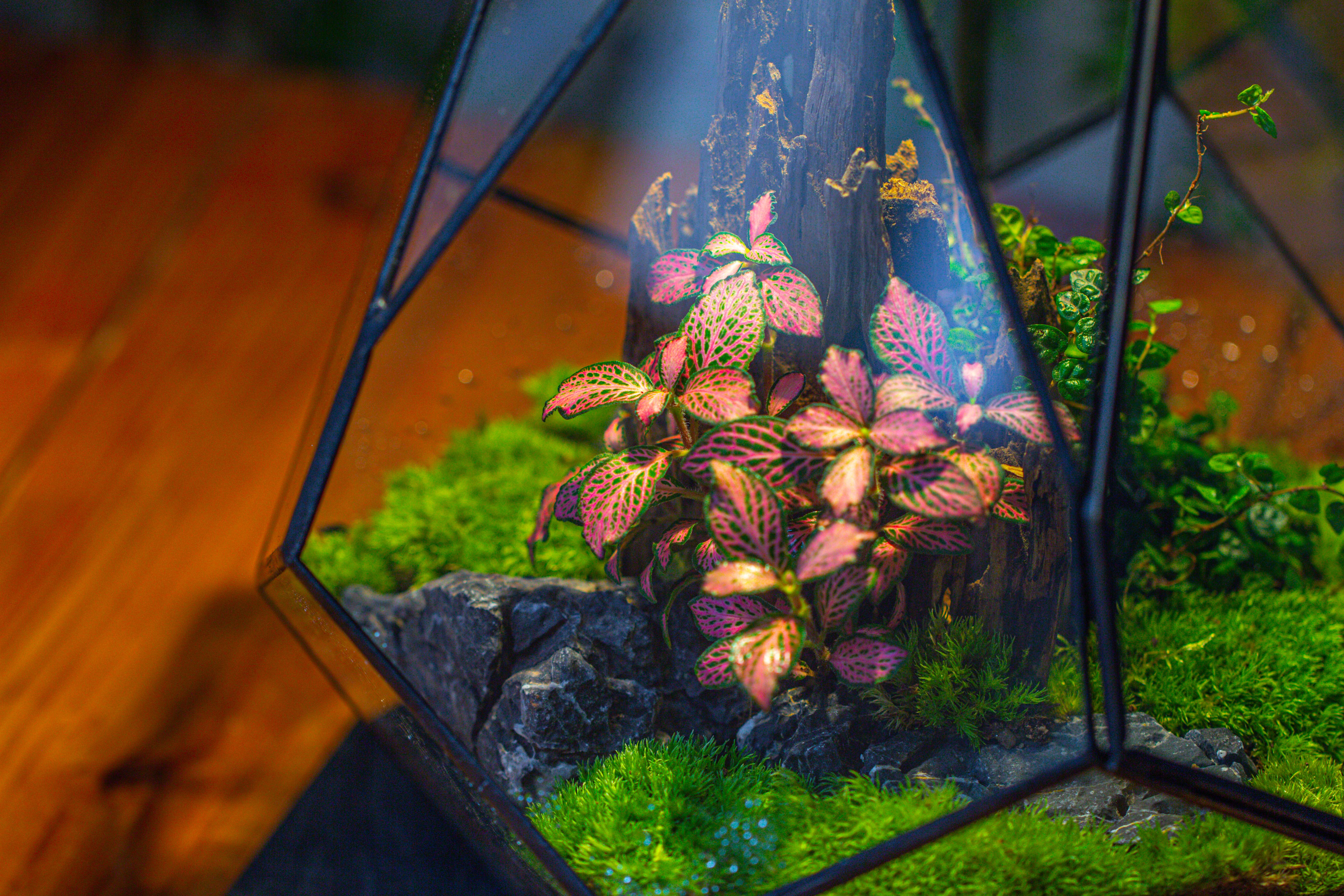 Propagation Station 13" Large Teardrop Geometric Terrarium, Close, with door - NCYPgarden