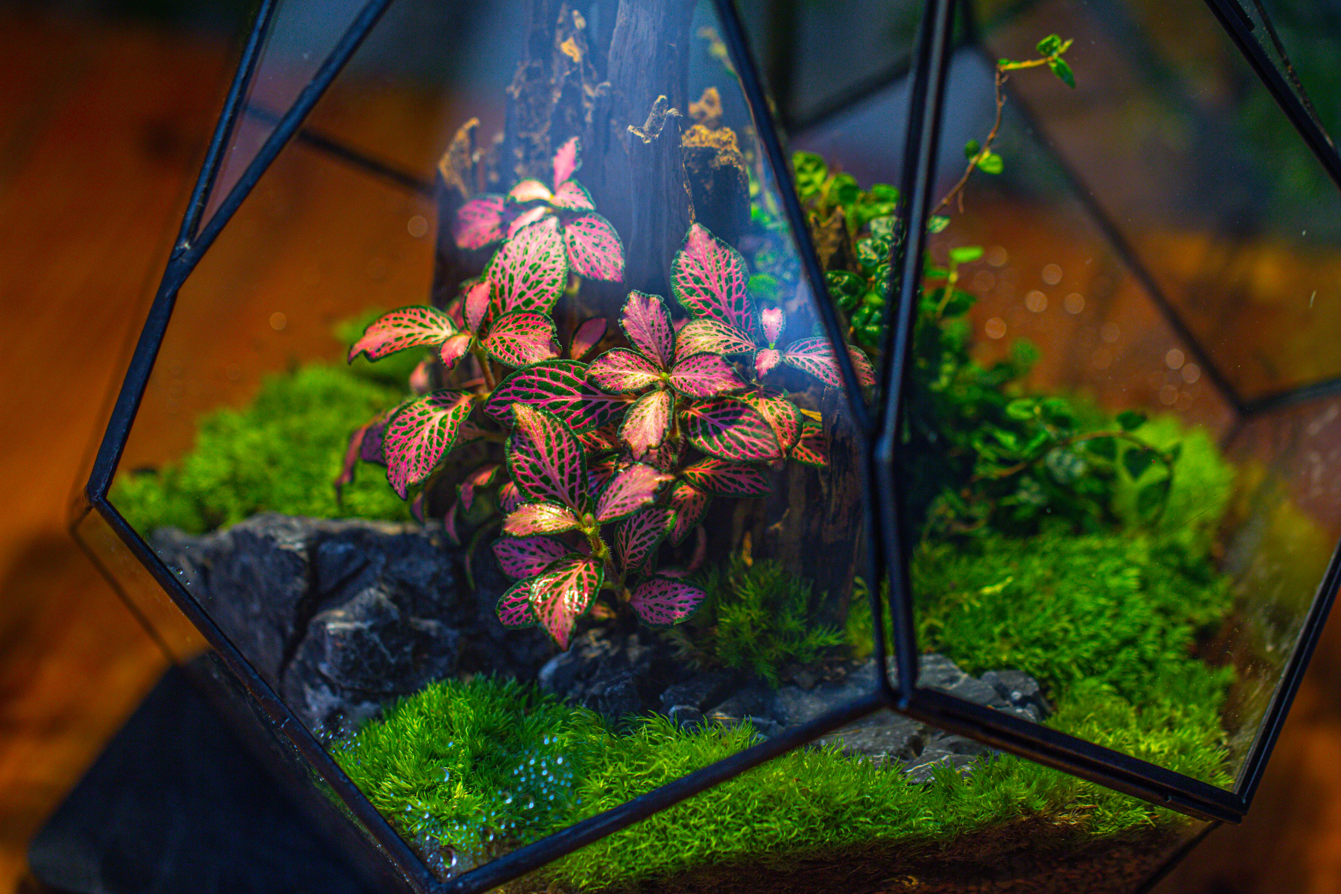 Propagation Station 13" Large Teardrop Geometric Terrarium, Close, with door - NCYPgarden