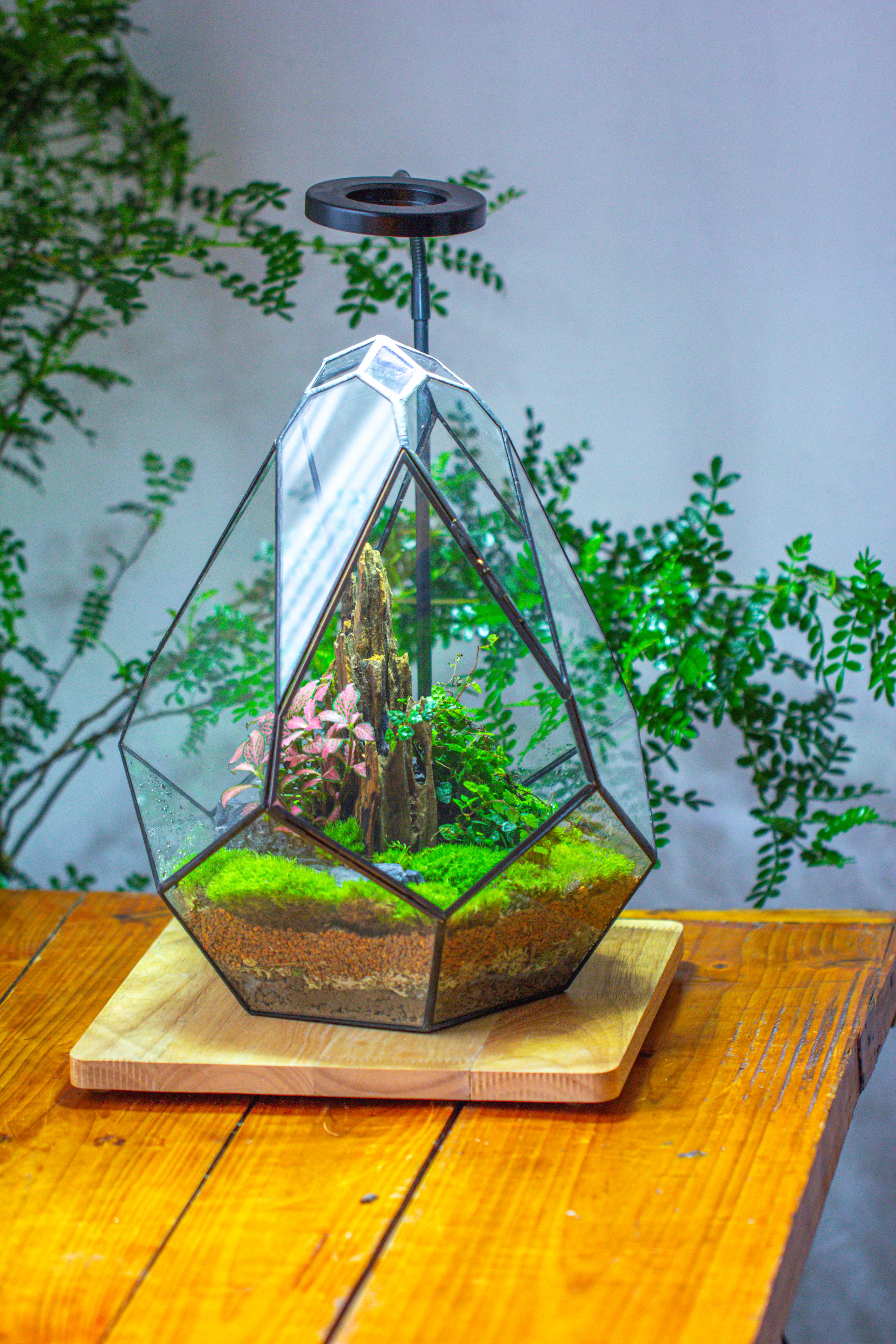 Propagation Station 13" Large Teardrop Geometric Terrarium, Close, with door - NCYPgarden