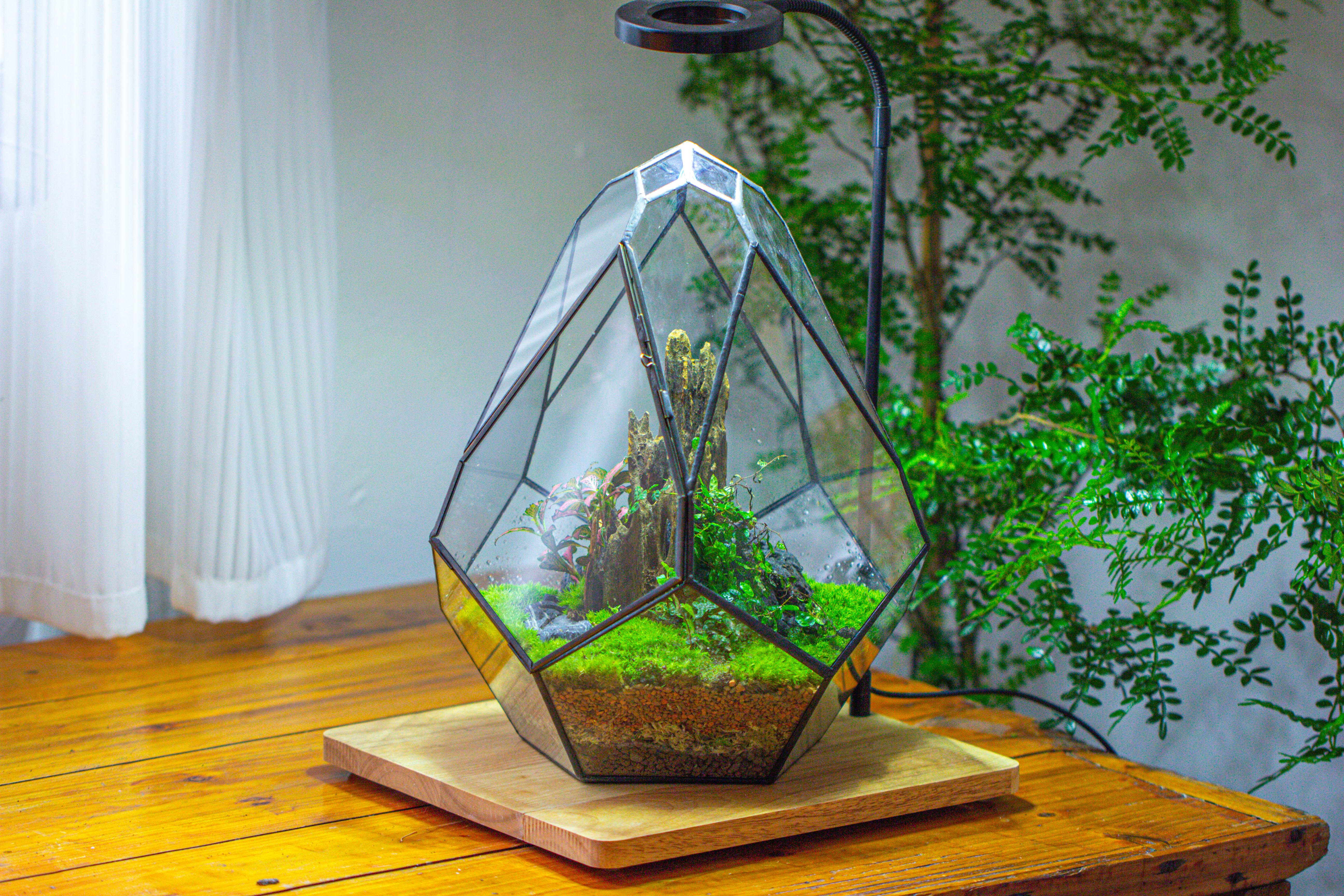 Propagation Station 13" Large Teardrop Geometric Terrarium, Close, with door - NCYPgarden