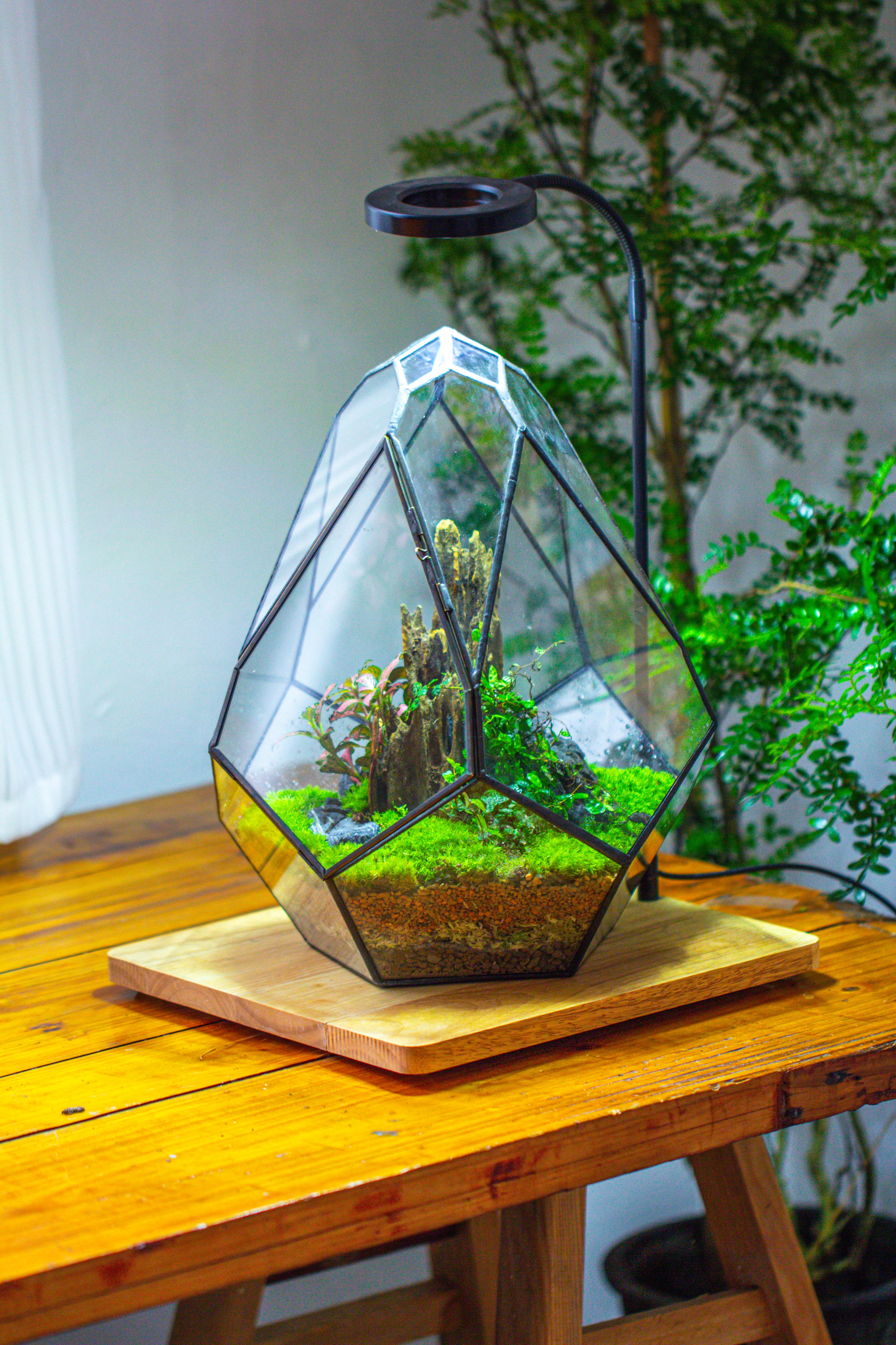 Propagation Station 13" Large Teardrop Geometric Terrarium, Close, with door - NCYPgarden