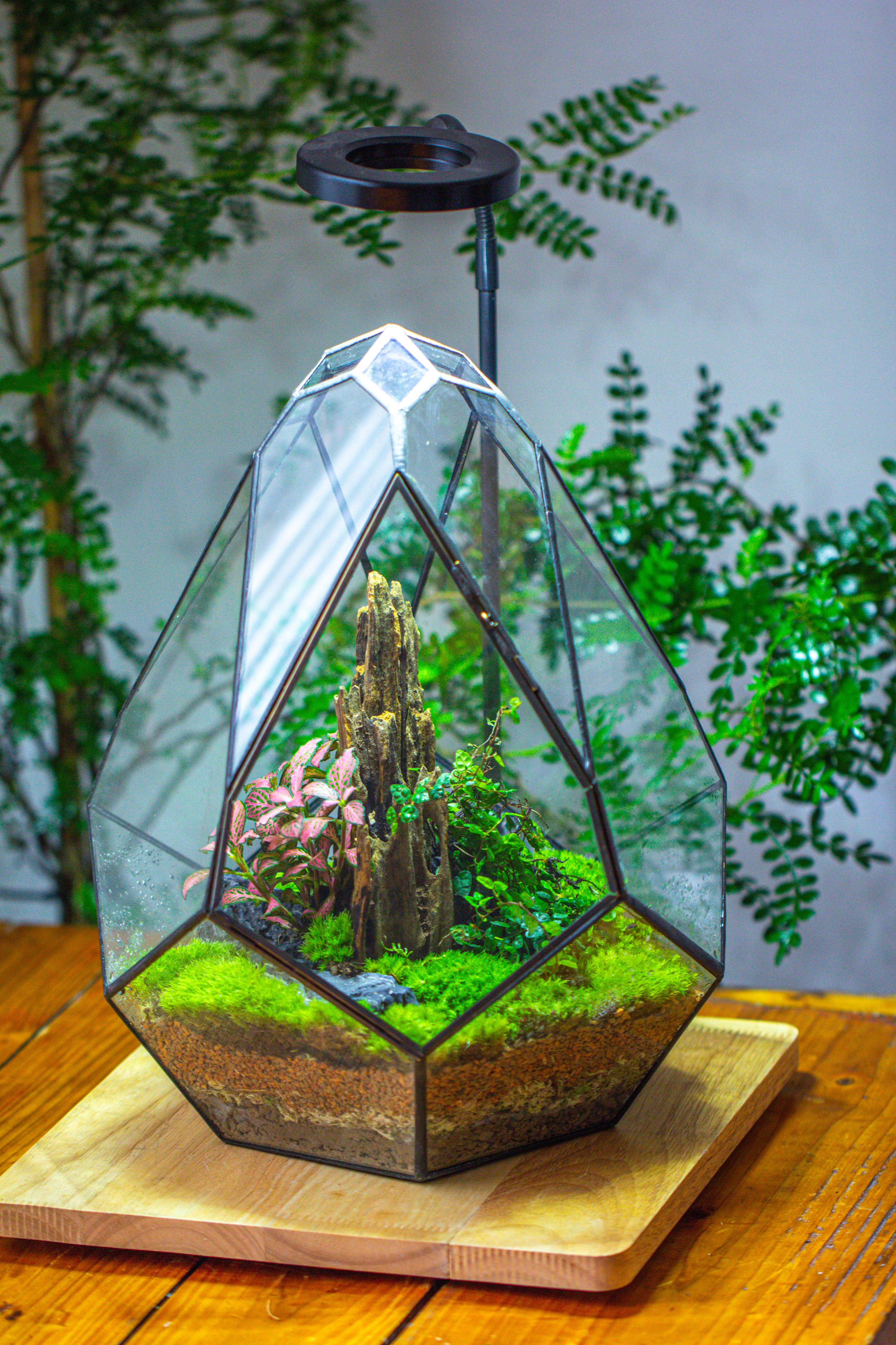 Propagation Station 13" Large Teardrop Geometric Terrarium, Close, with door - NCYPgarden